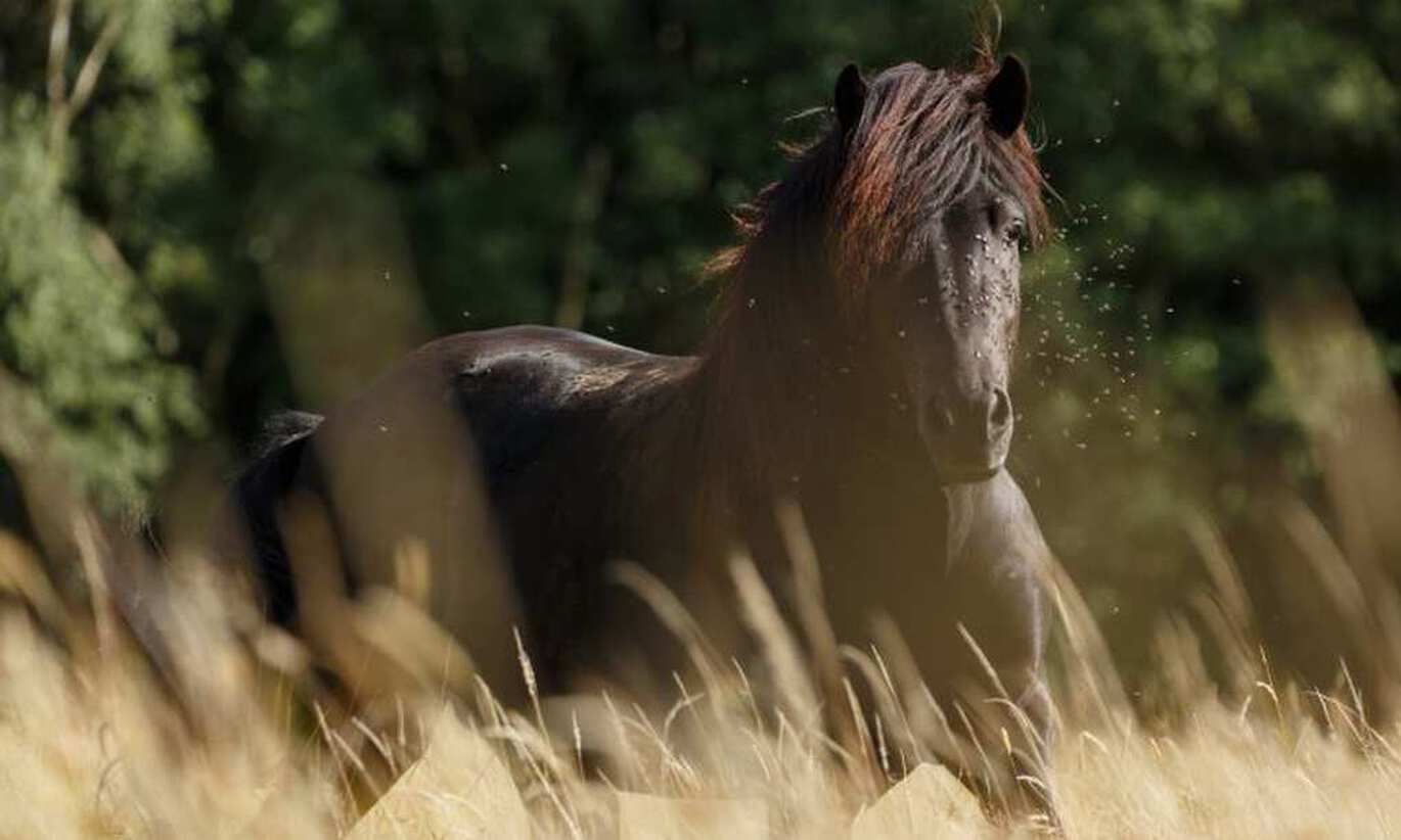 De behandeling van zomereczeem bij paarden