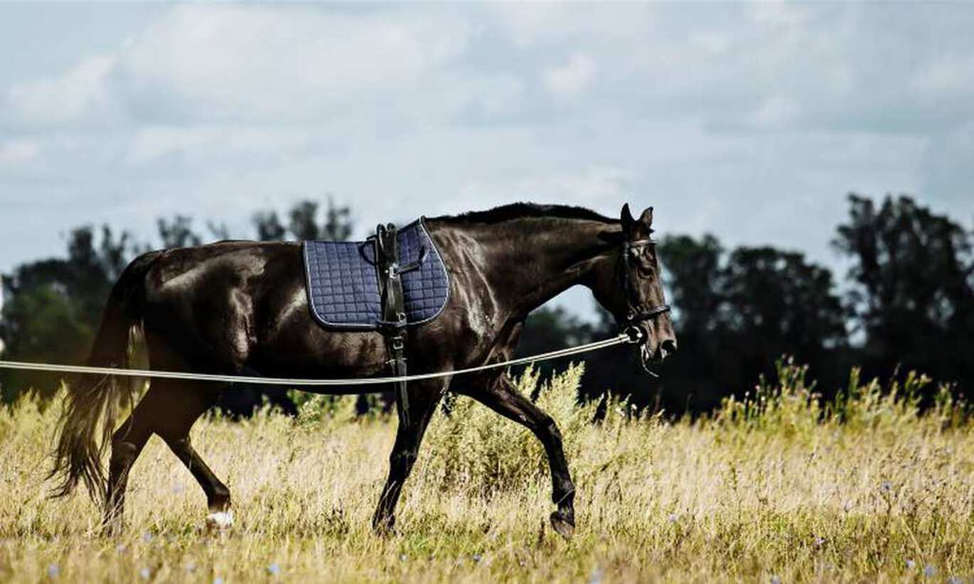 Je paard longeren trainen aan de longeerlijn