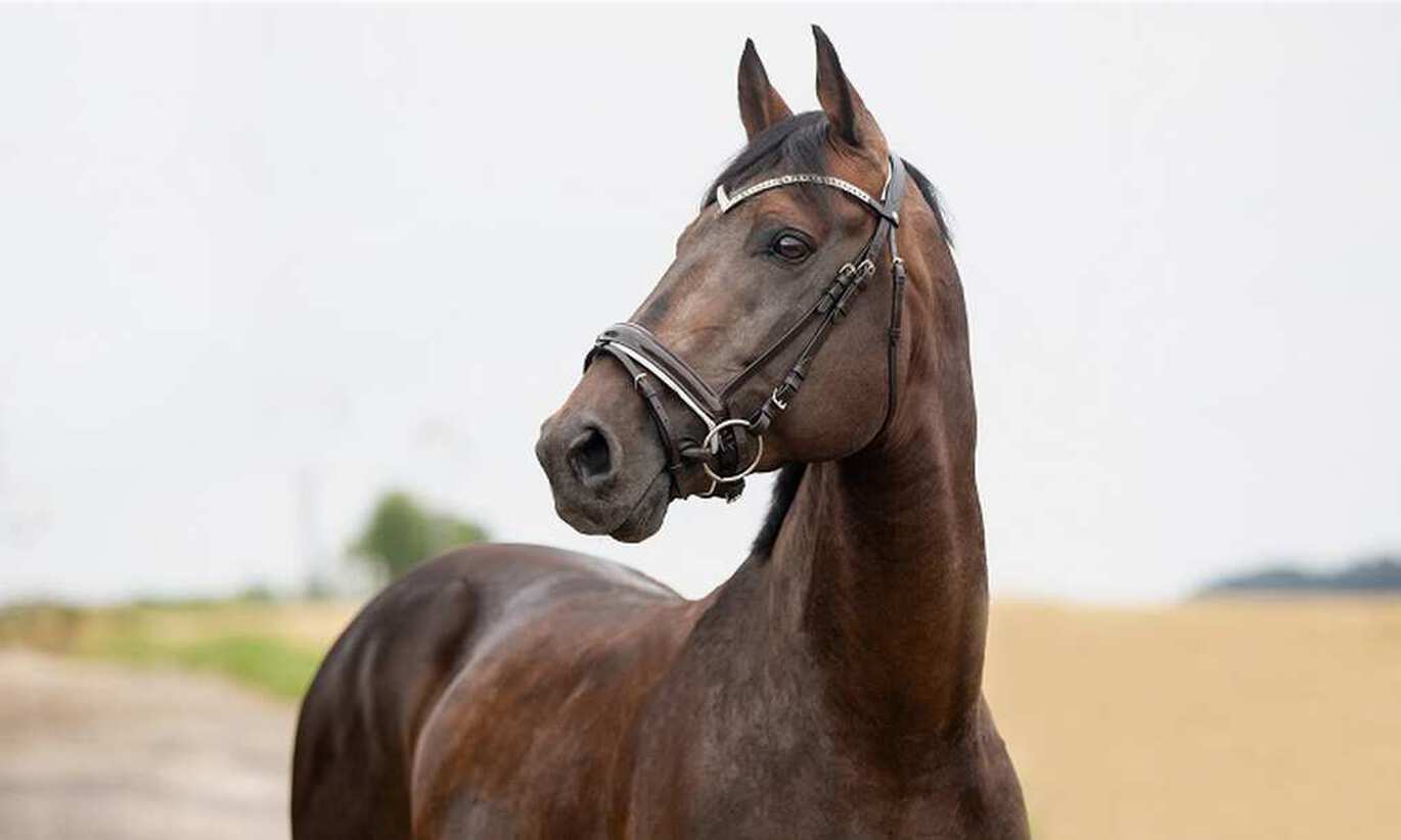 Welke neusriem is geschikt voor mijn paard?