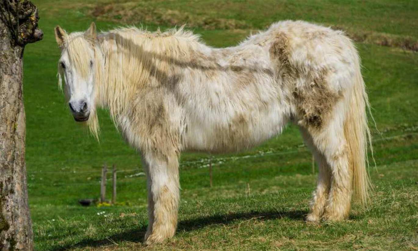 PPID, eerder bekend als ziekte van Cushing, bij paarden