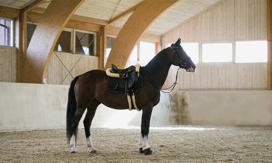 Welke singel is geschikt voor mijn paard?