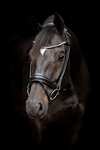 Catago Shay Round Stitched Bridle With Flash