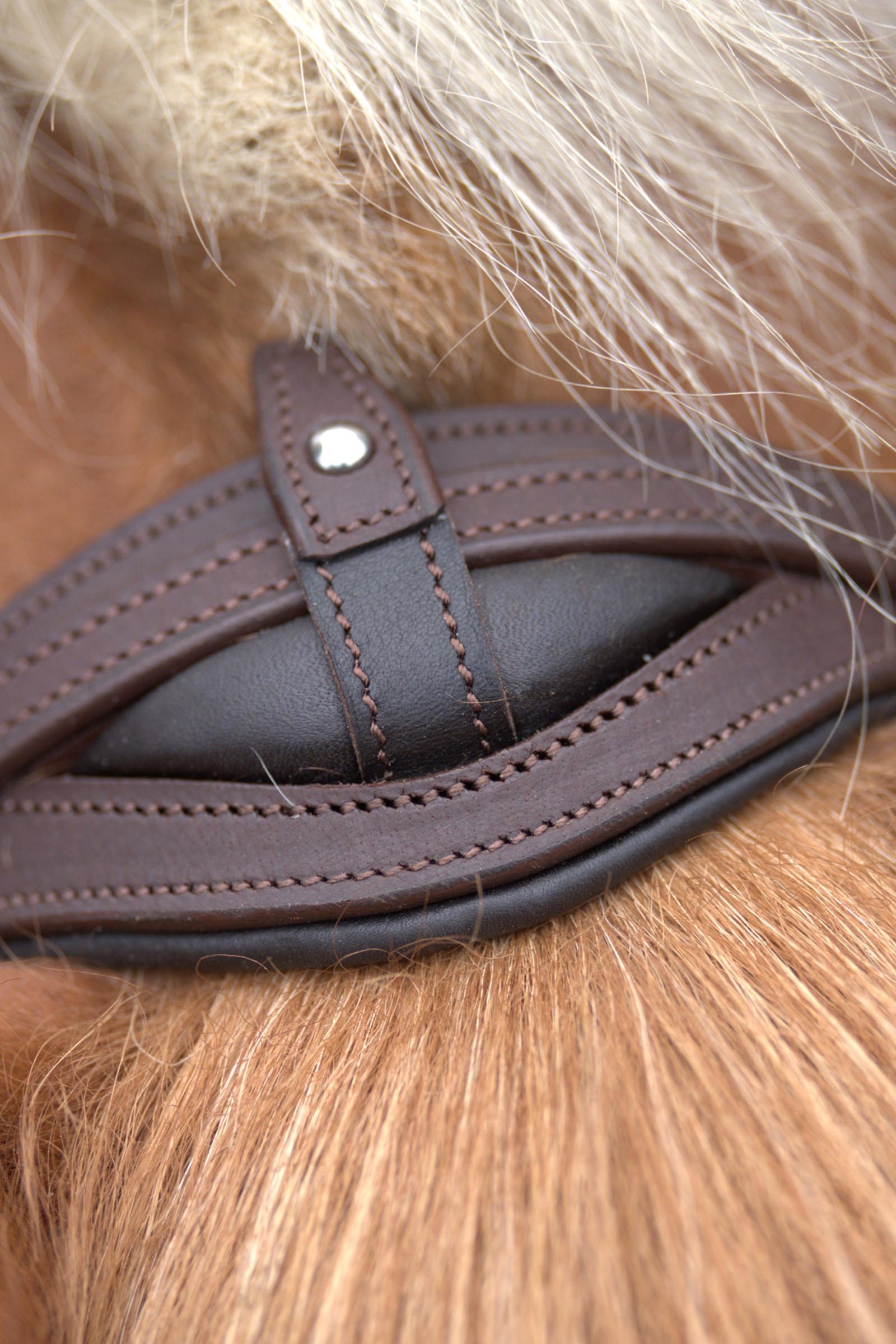 Kavalkade Artemis trektocht hoofdstel