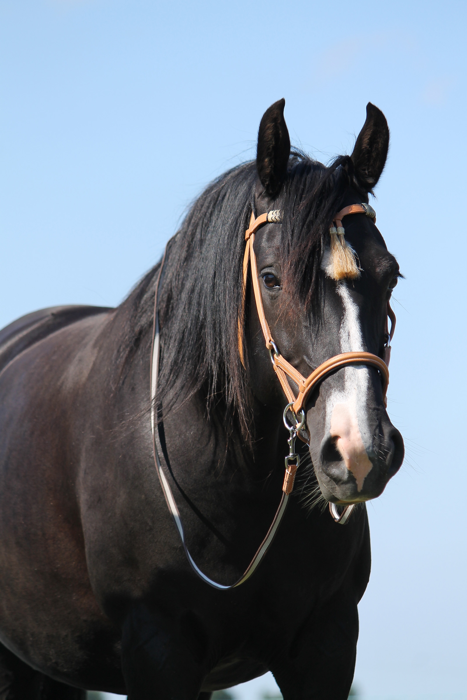 F.R.A. Freedom Riding Articles Shango Sidepull (System 3) Western Look Halster