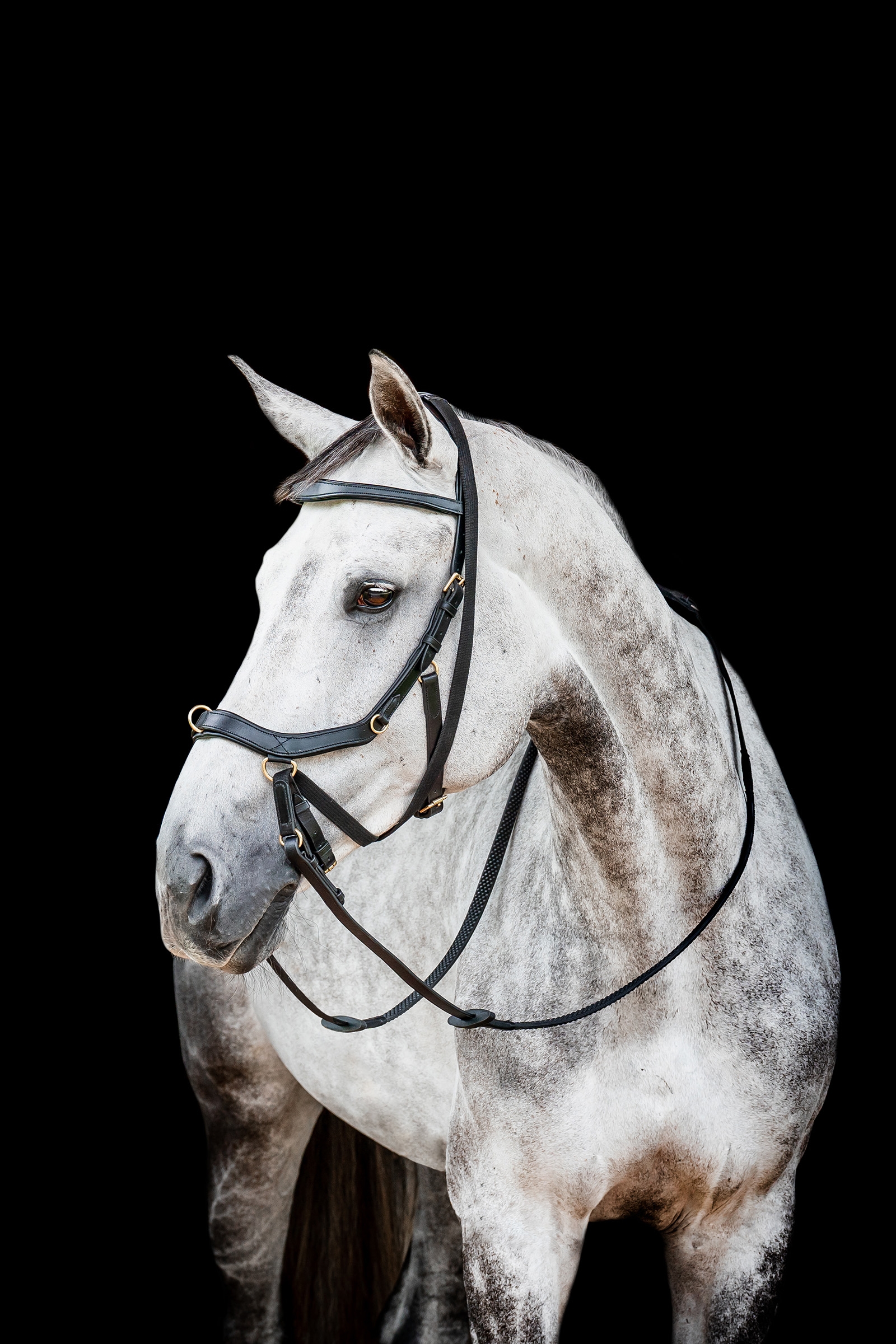 Horseware Micklem 2 Multi Hoofdstel