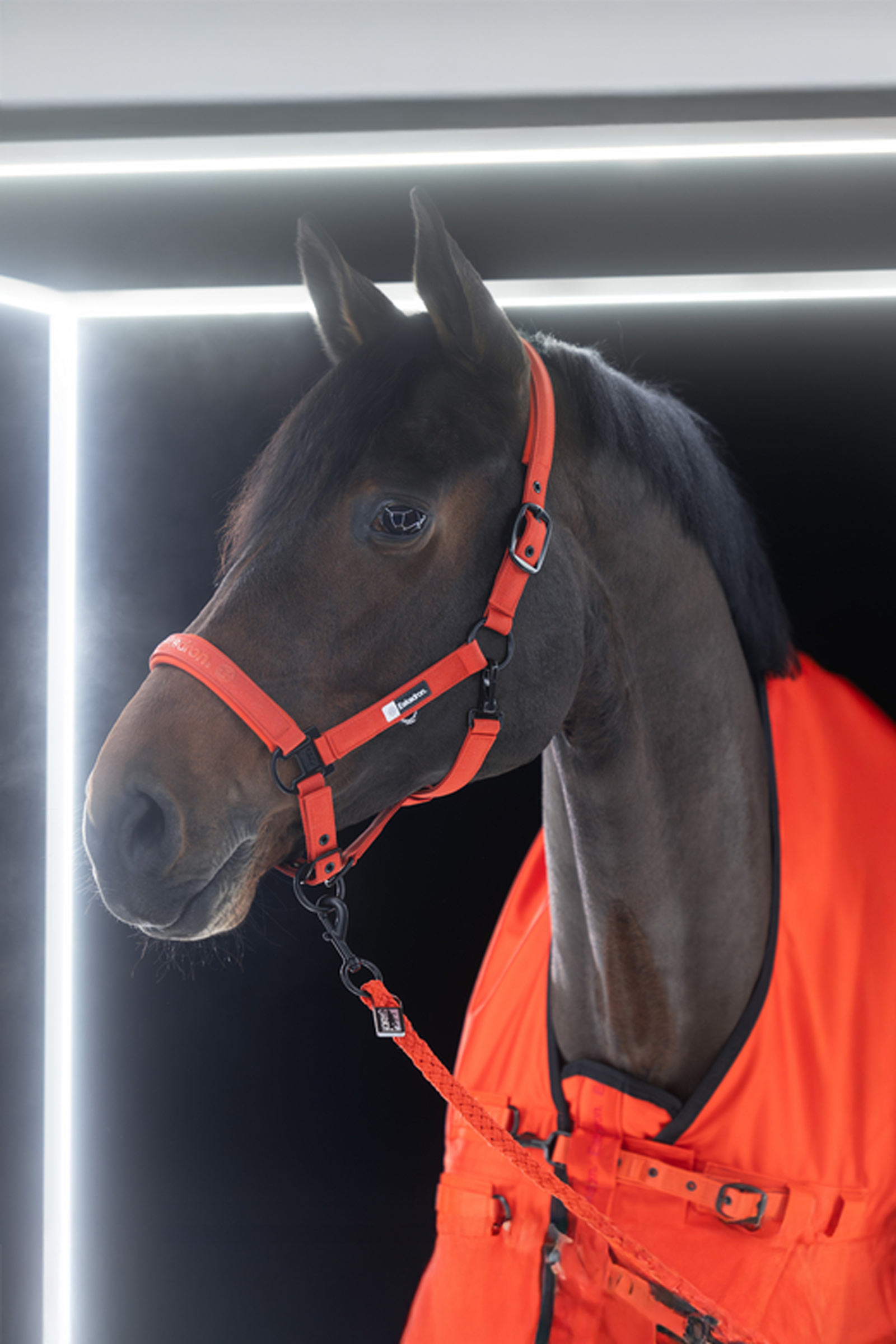 Eskadron Dynamics AW25 Beta regendeken, 50 g