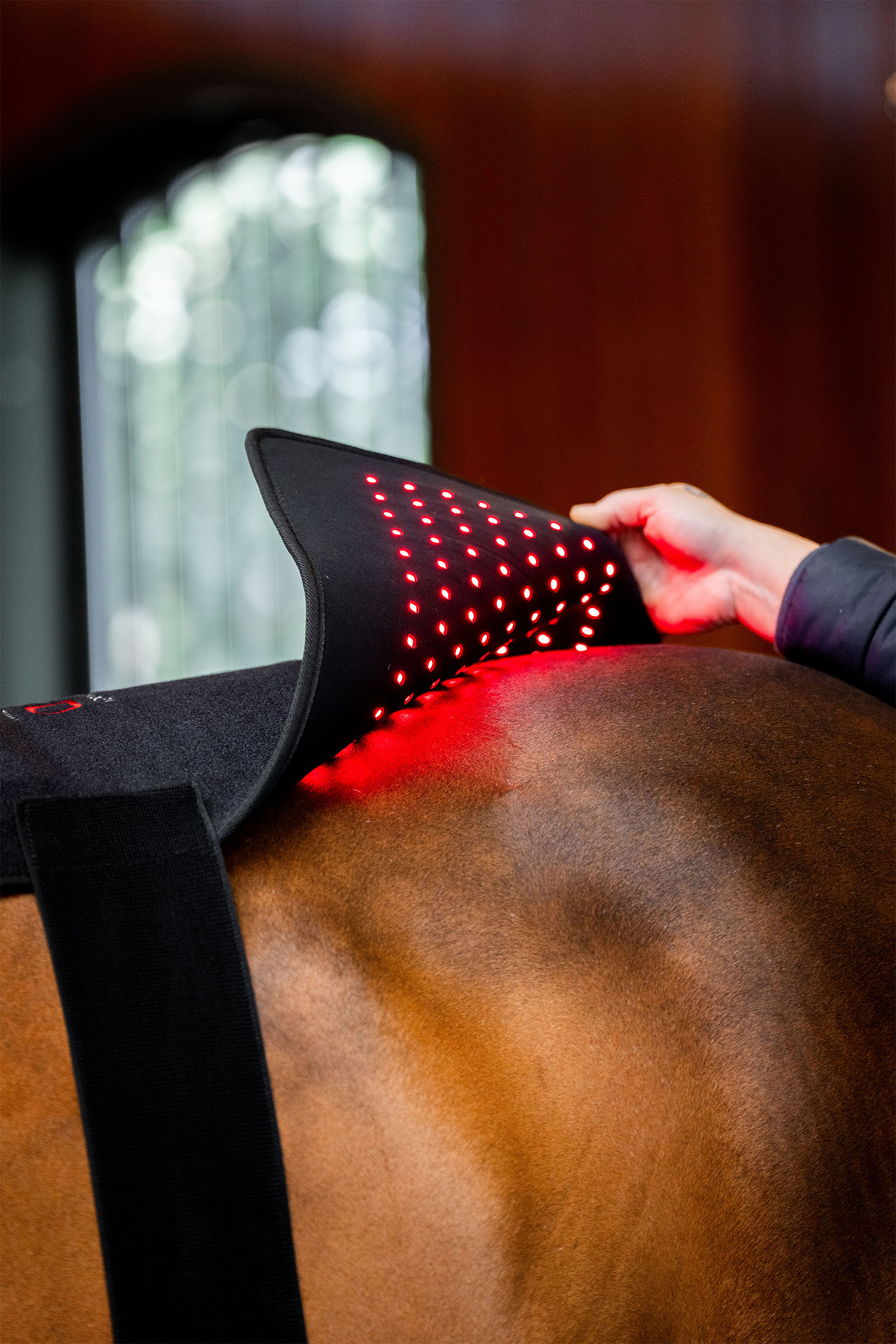 Horseware LED roodlichttherapie Pad