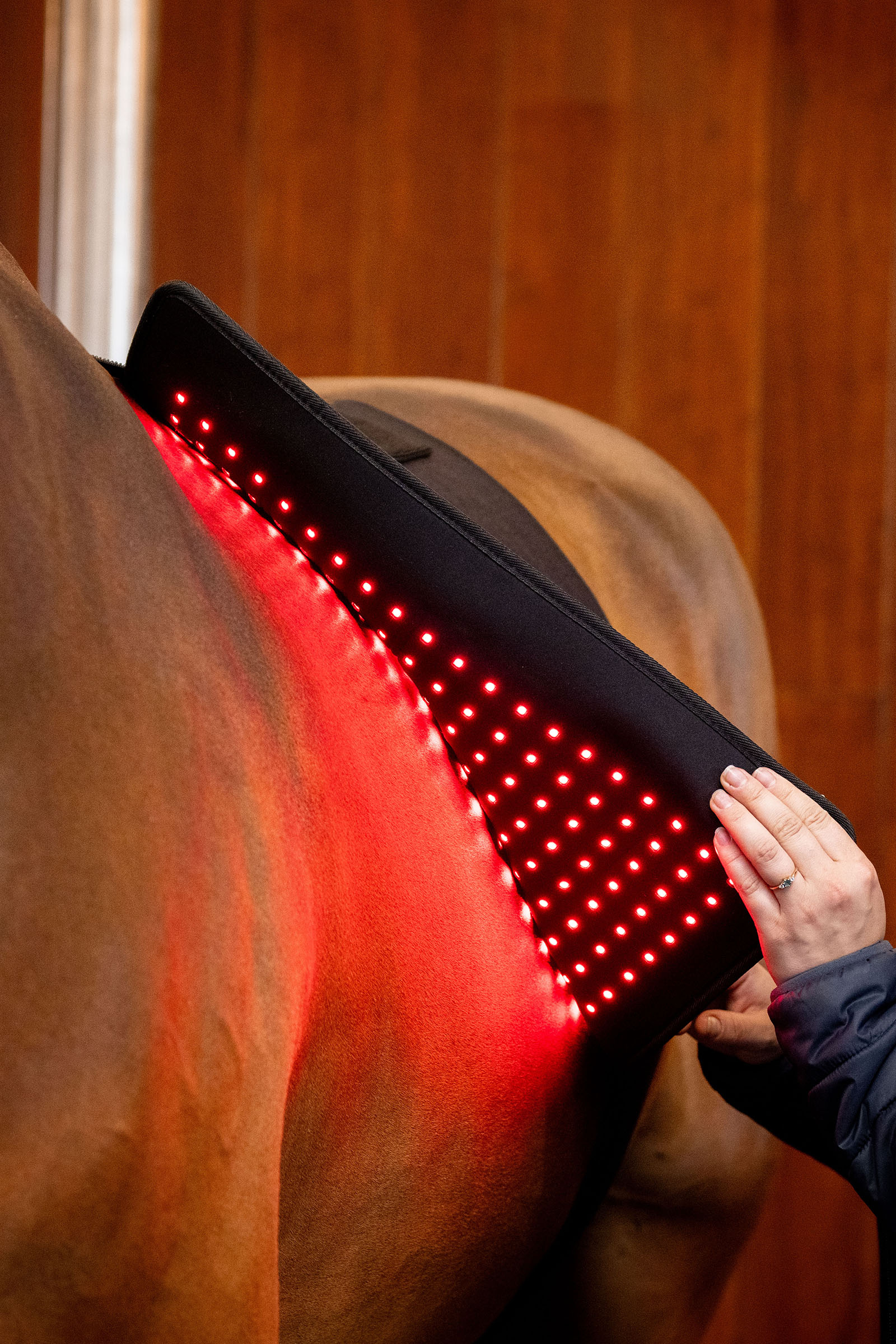 Horseware LED roodlichttherapie Pad