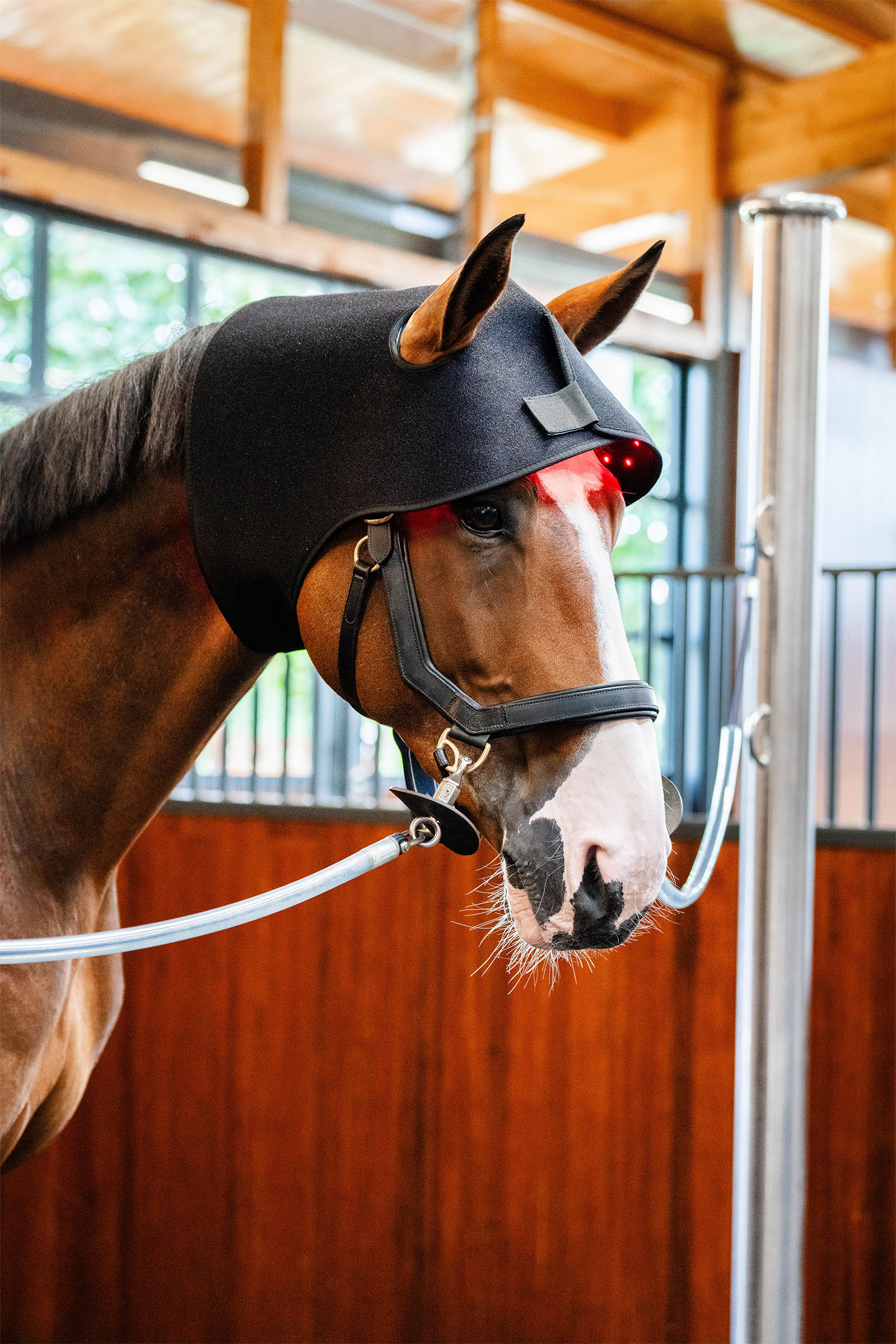 Horseware LED roodlichttherapie nekcap