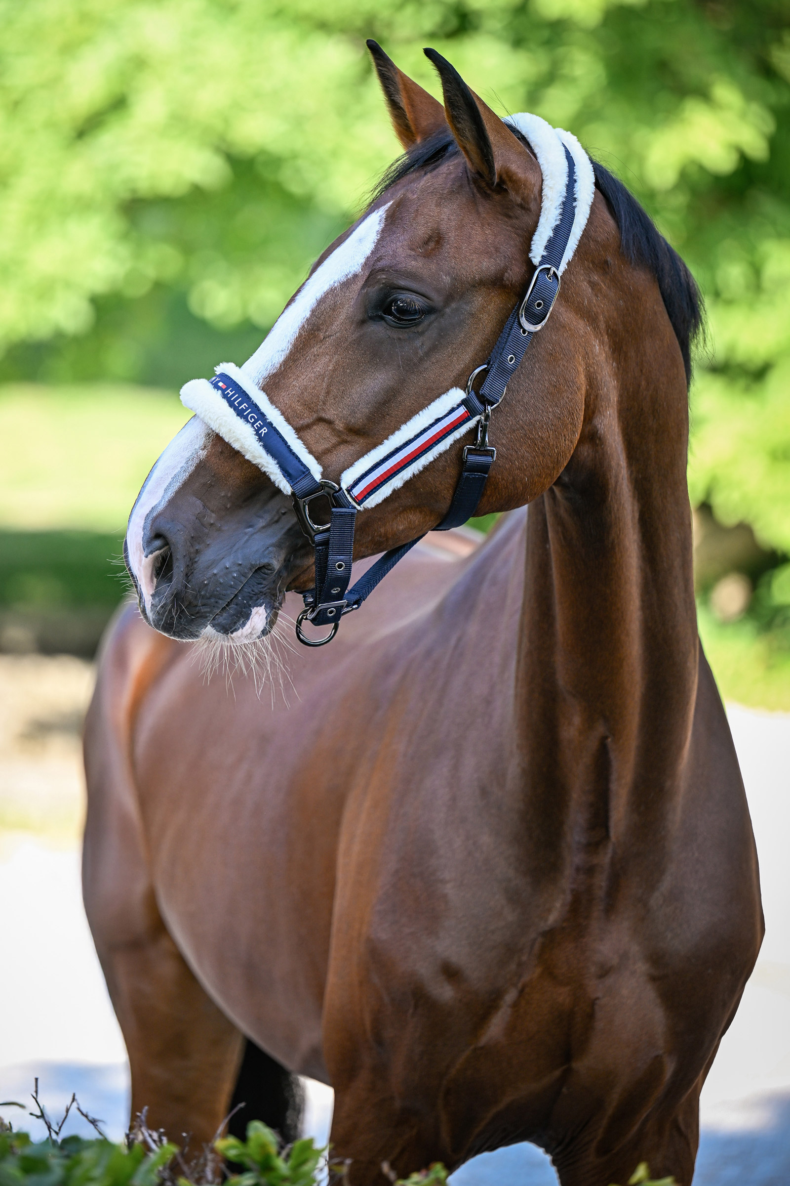Tommy Hilfiger Equestrian Yale set met kunstbont halster en halstertouw