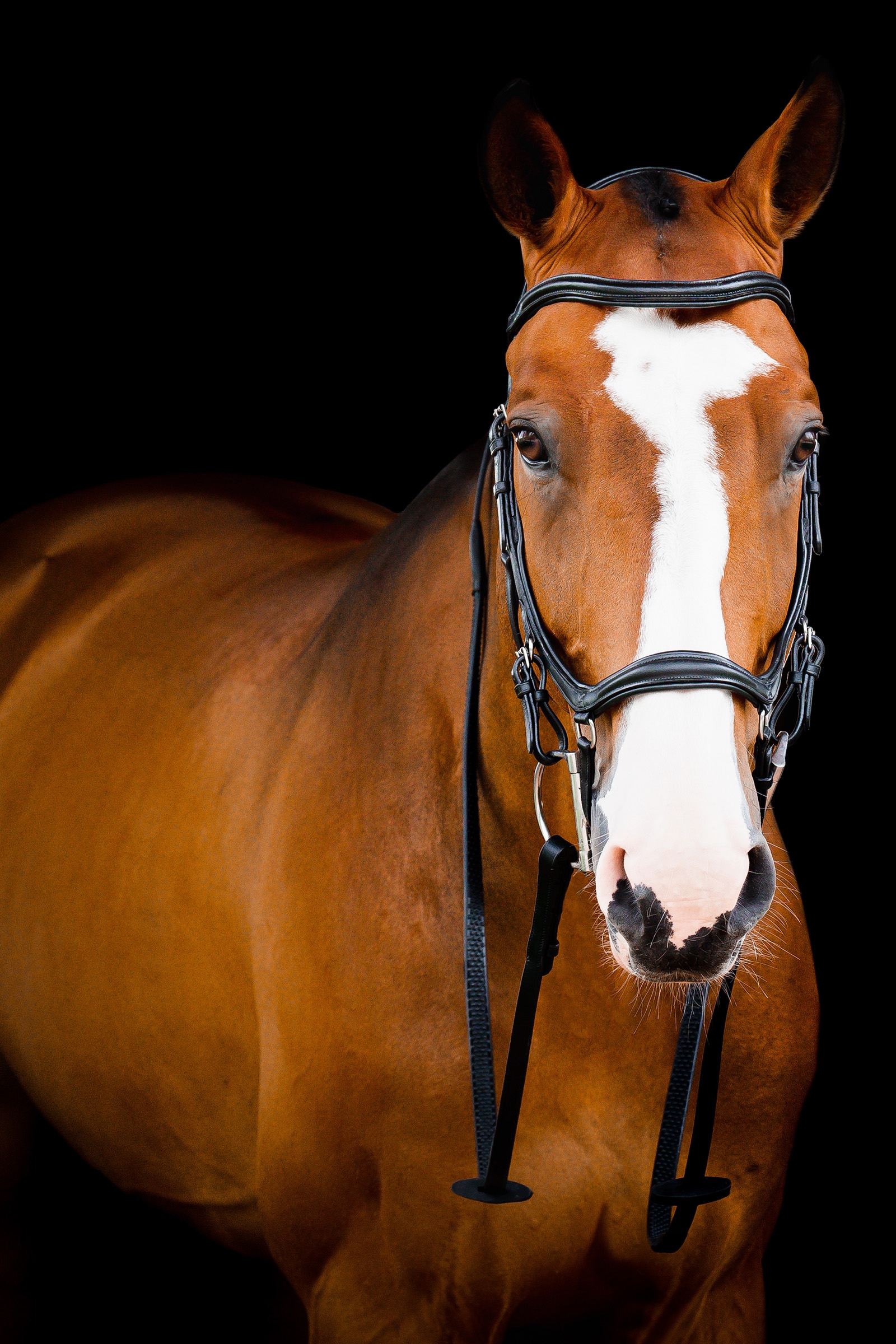 Horseware Micklem 2 Deluxe Competition Hoofdstel