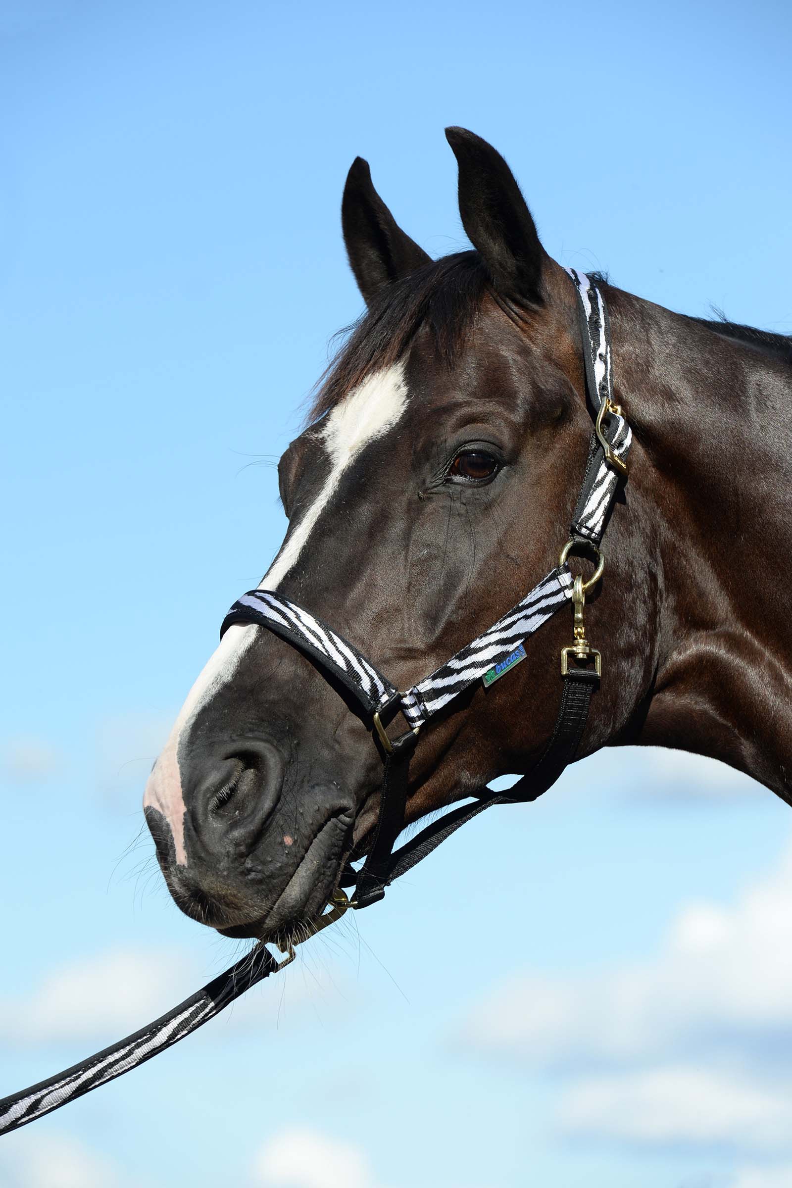 Black/White Bucas Dublin, Luxe Onderlegde Halster