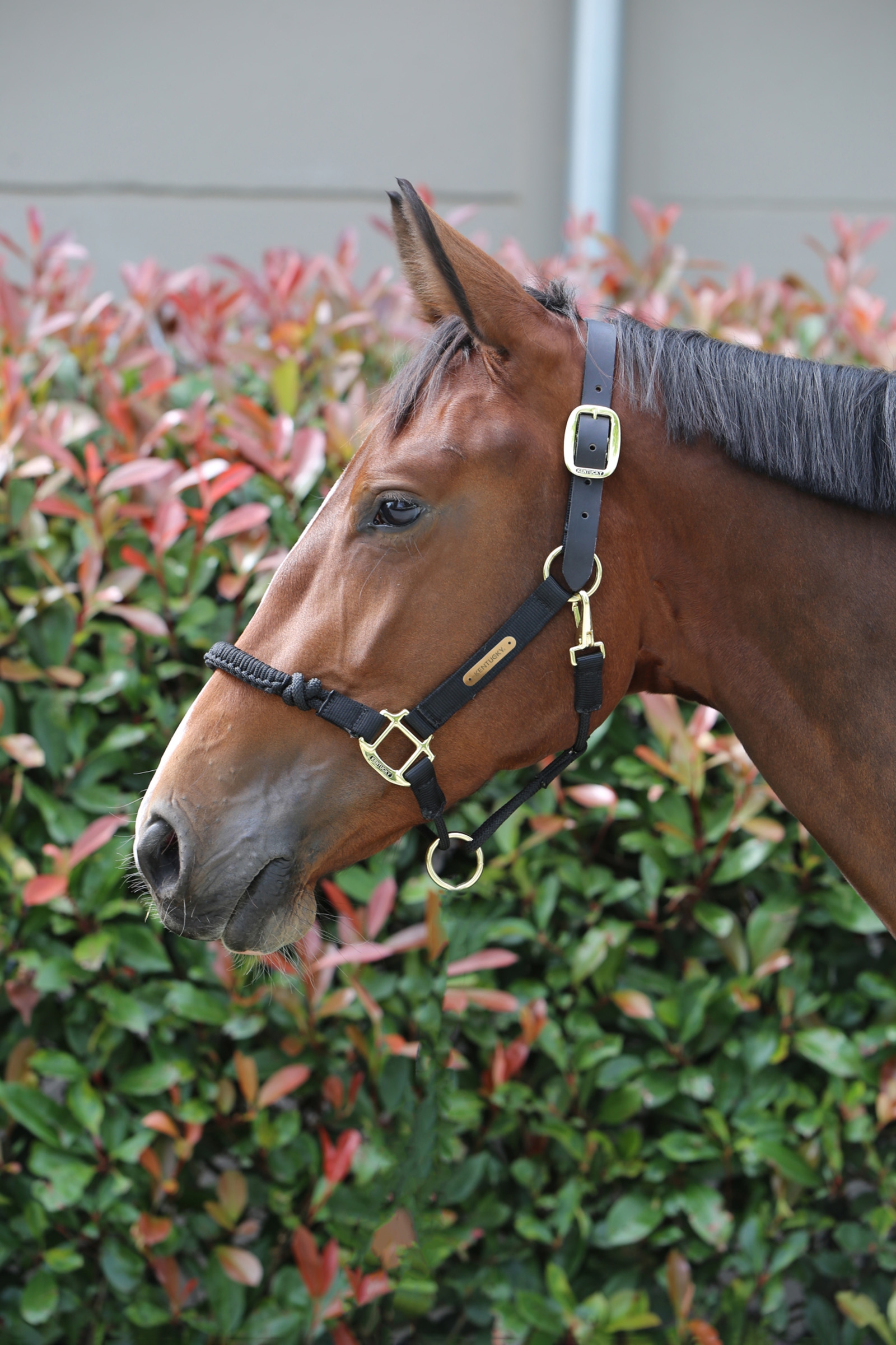 Kentucky Horsewear Control Halster