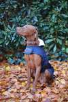 Kentucky Dogwear Hondendeken