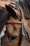 Trust Equestrian Geneva Combined Noseband Bridle