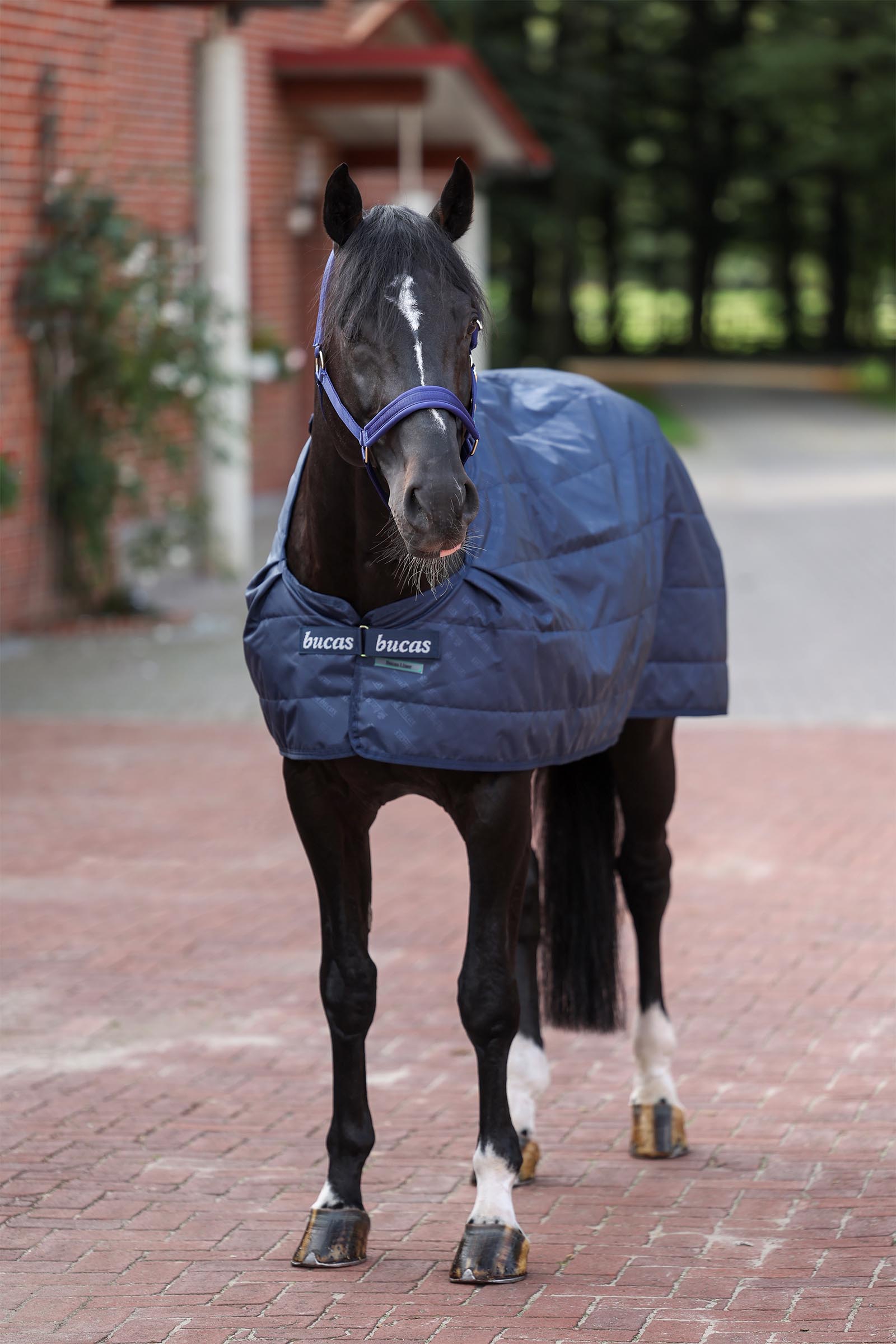 Bucas onderdeken, 100 g