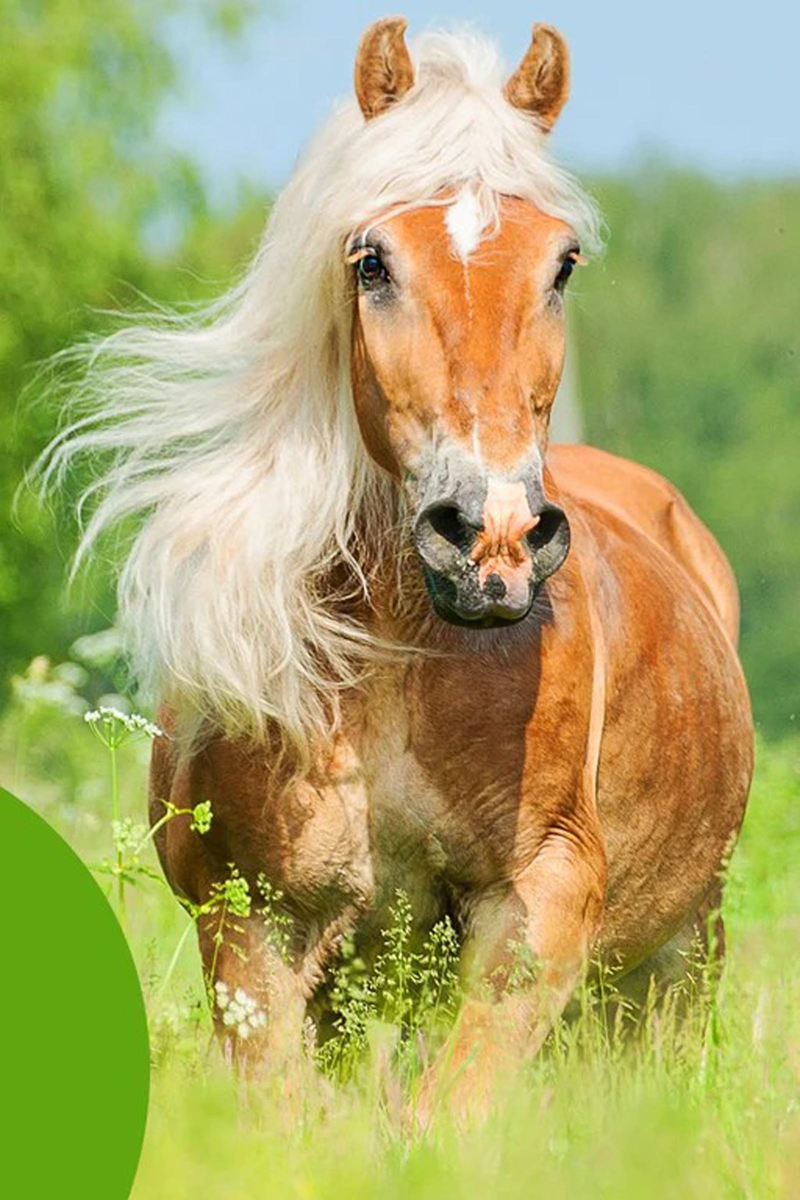 Cowboy Magic Detangler & Shine&trade; 473 mL