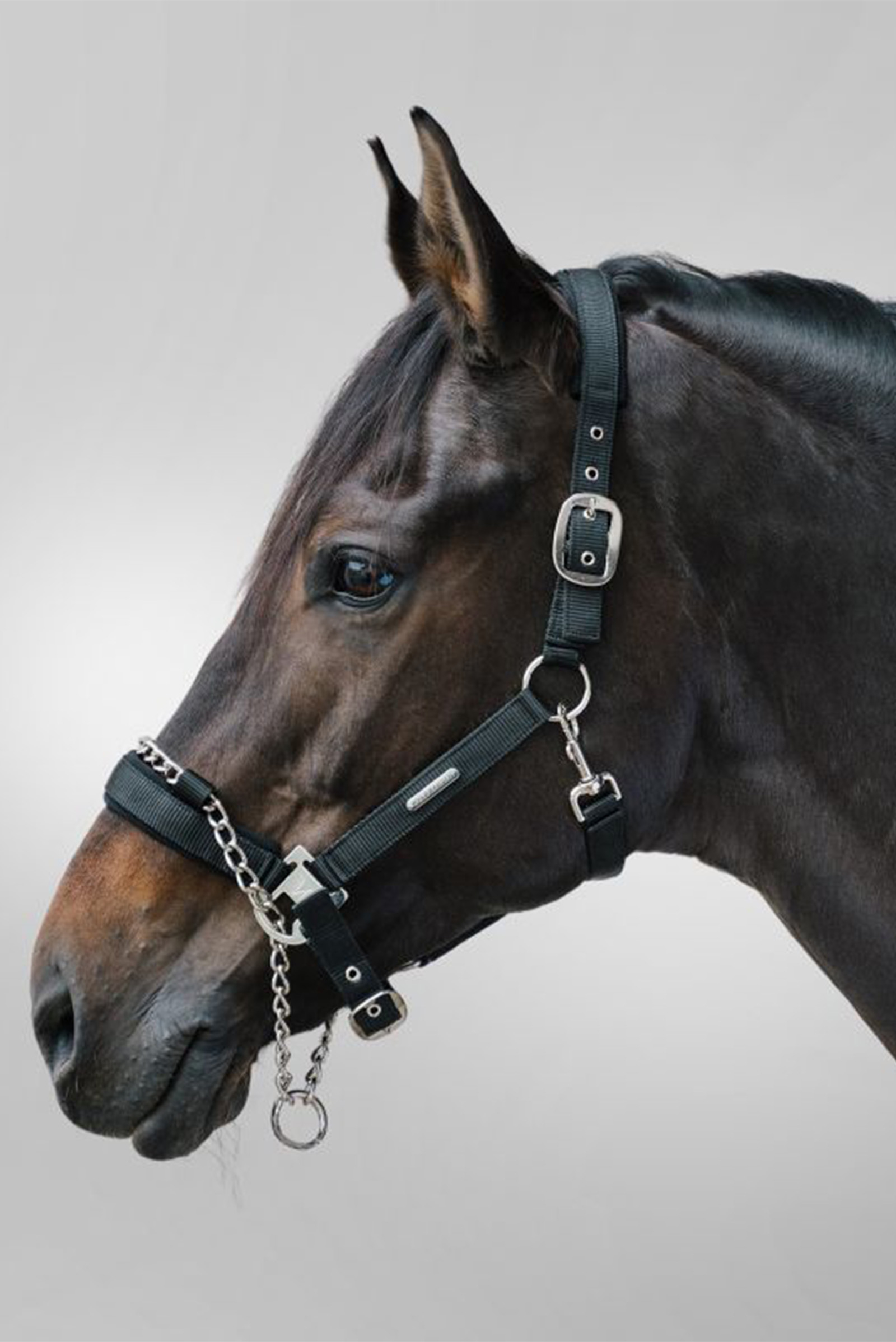 Waldhausen Pro Safety halster