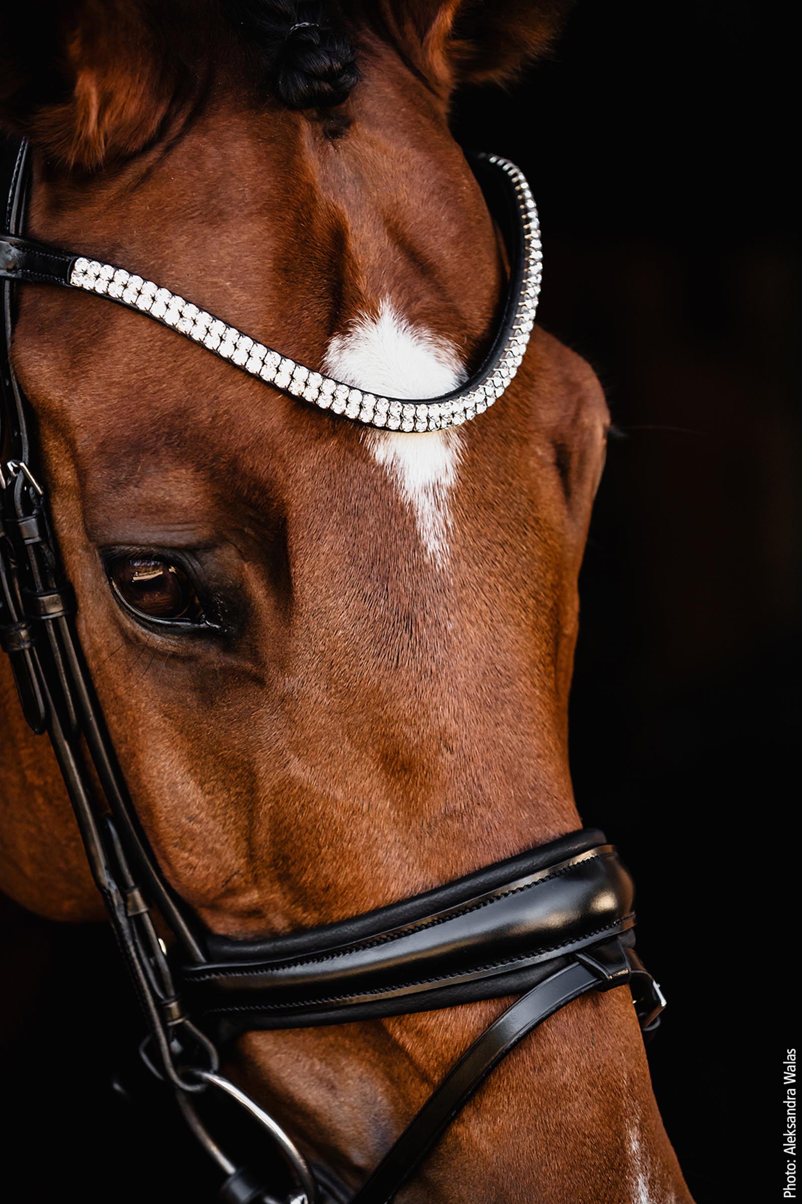 Schockem&ouml;hle Sports Johnny Bridle - Isabell Werth Collection