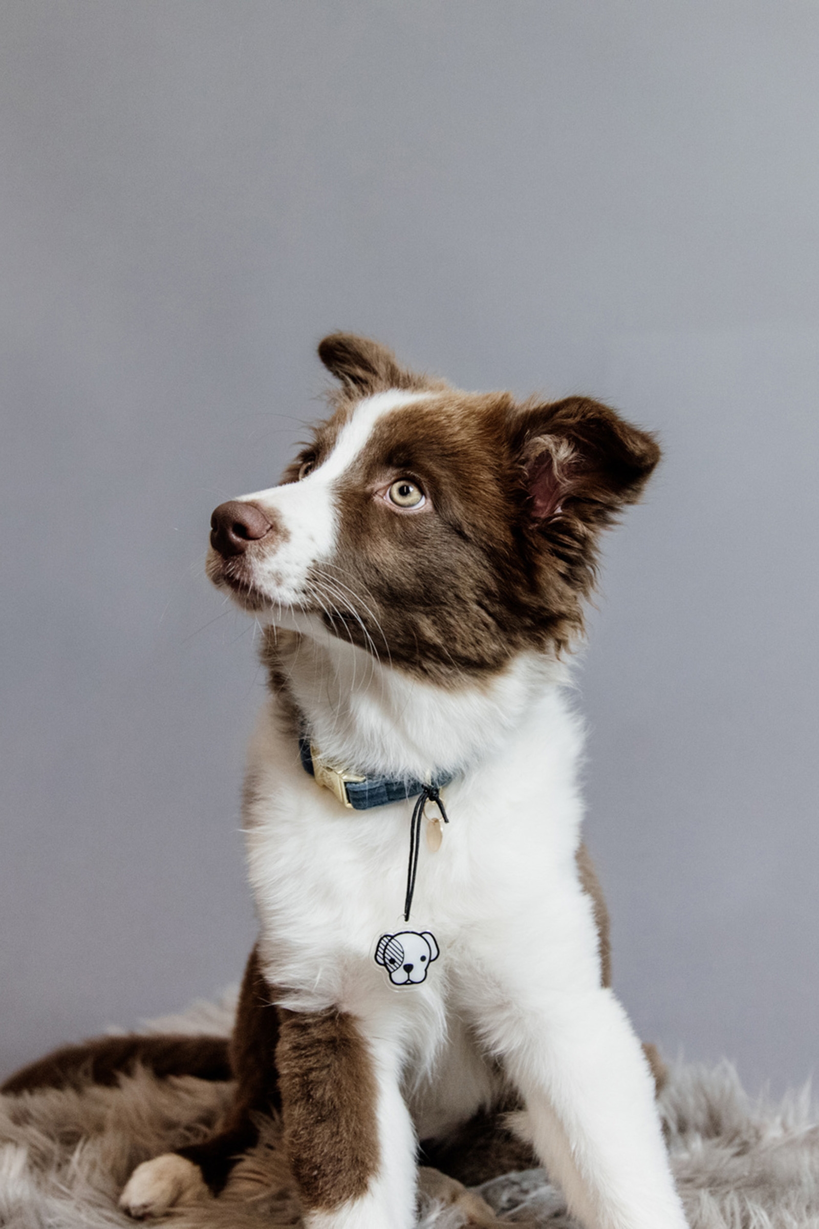 Kentucky Dogwear Dog Collar Velvet