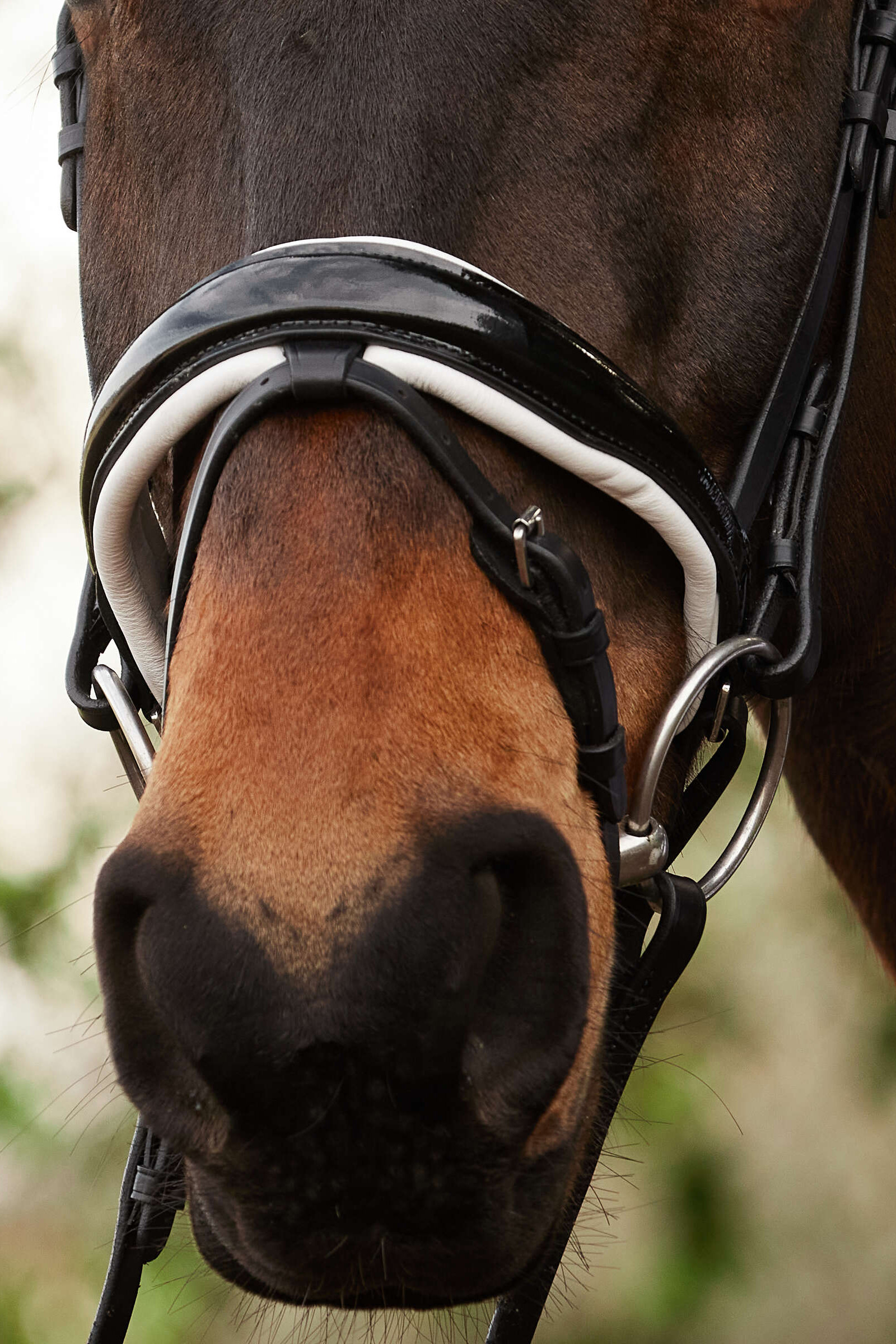 Kavalkade Charlotte Dressuurhoofdstel, aansnoerneusriem