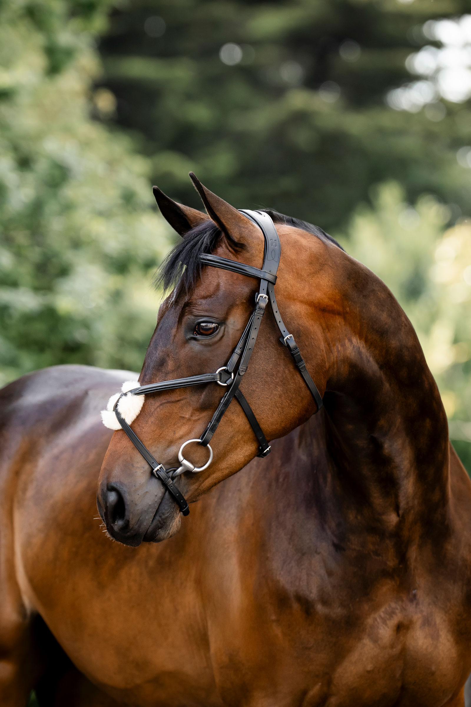 Black Horseware hoofdstel met figuur-8 neusriem