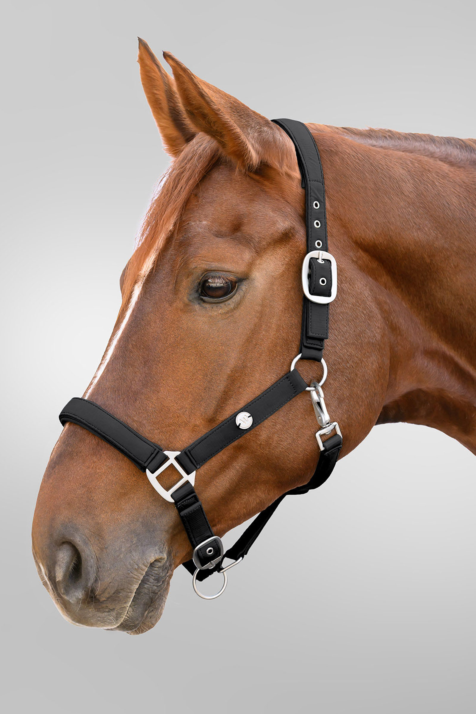 Waldhausen Trinidad halster
