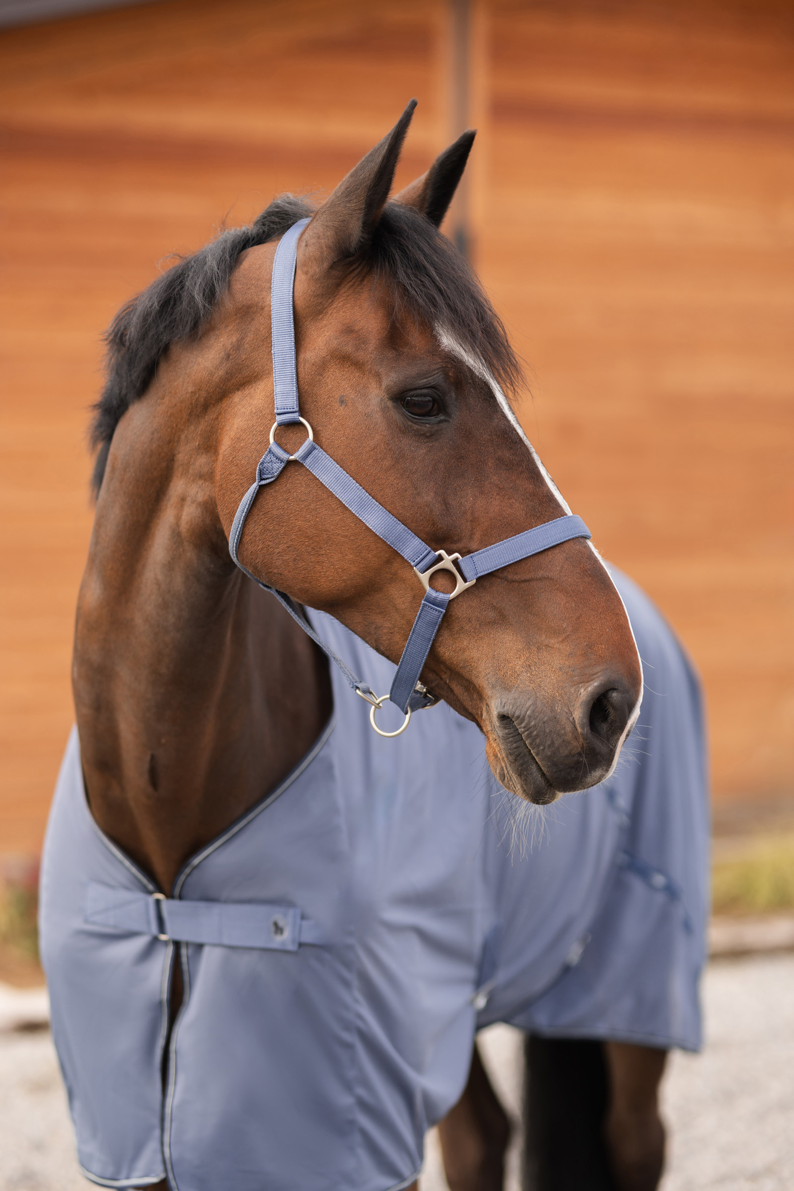 Horze Rose Tonique halster