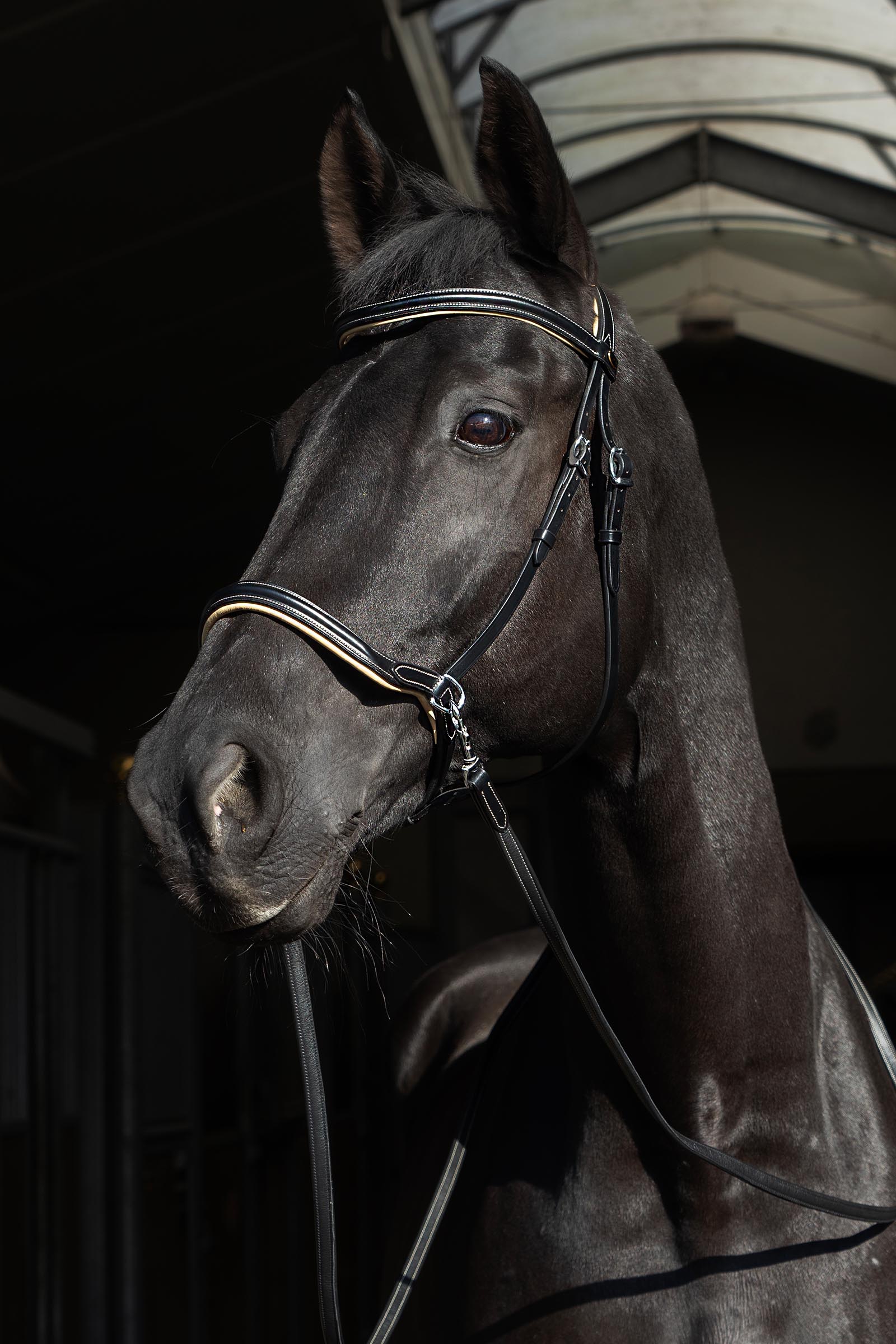 F.R.A. Freedom Riding Articles Sidepull Kiona met teugels  