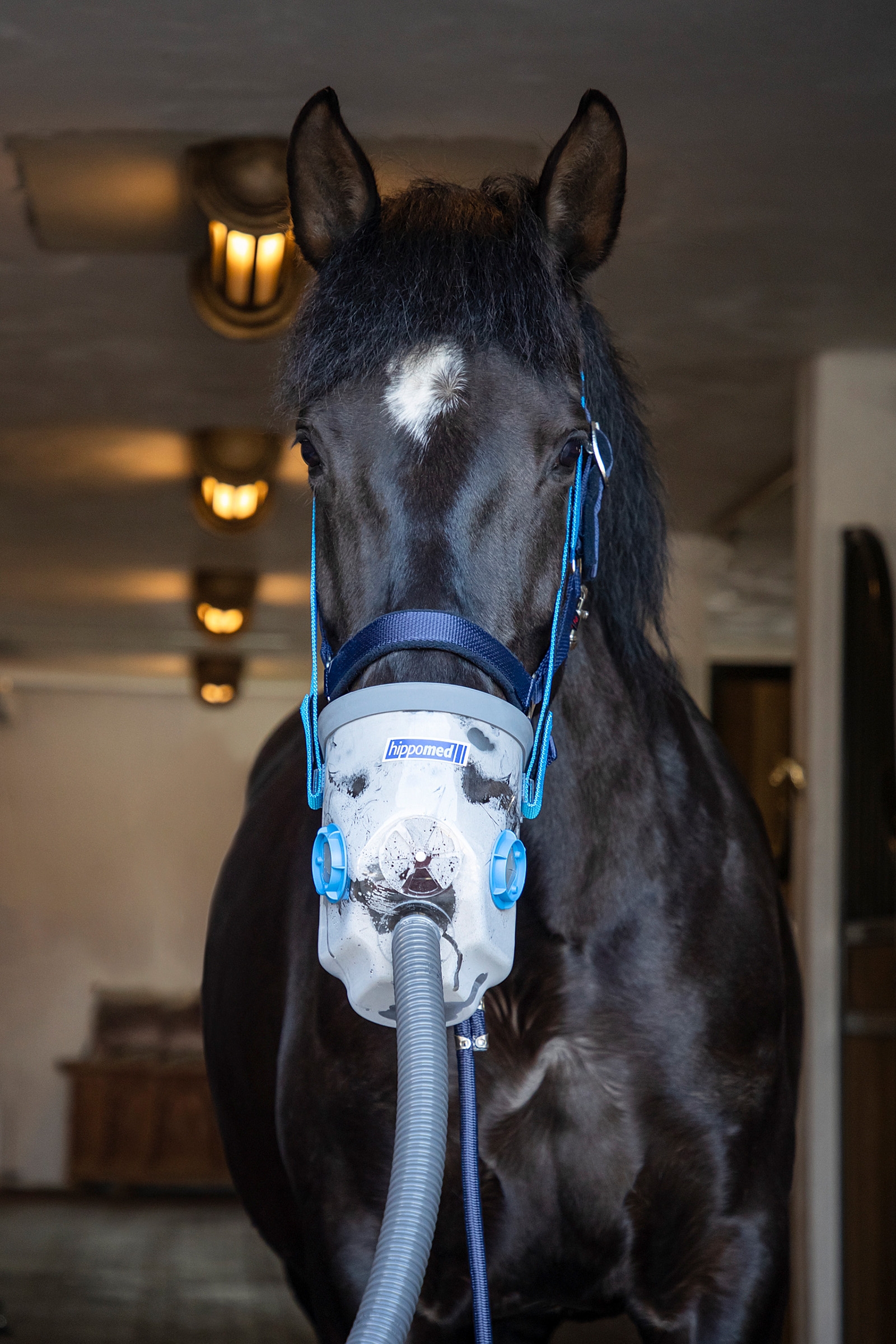 Hippomed AirOne Ultrasound Inhalator met masker, Warmbloed