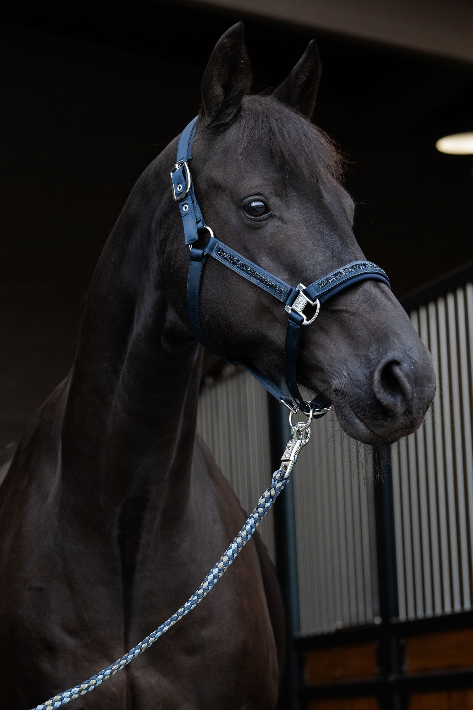 Eskadron Classic Sports SS25 Mattgloss Jewel Double Pin halster