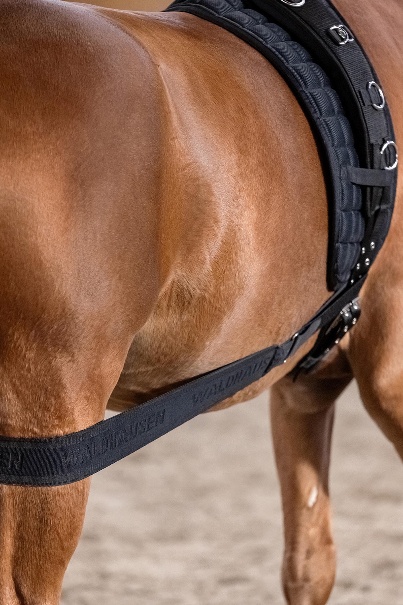 Waldhausen bodybandage voor activering van de achterhand