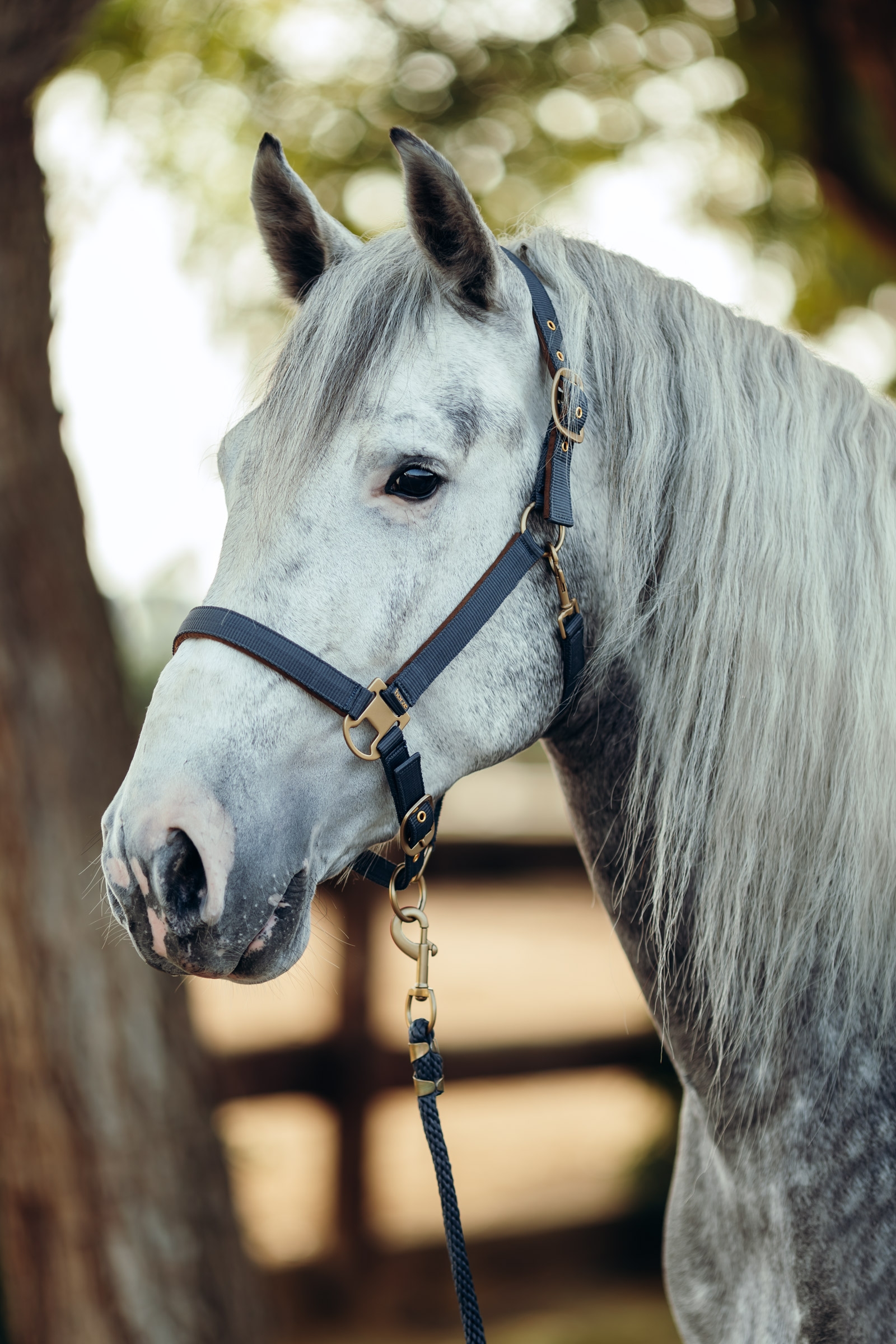 Horze Houston Halster