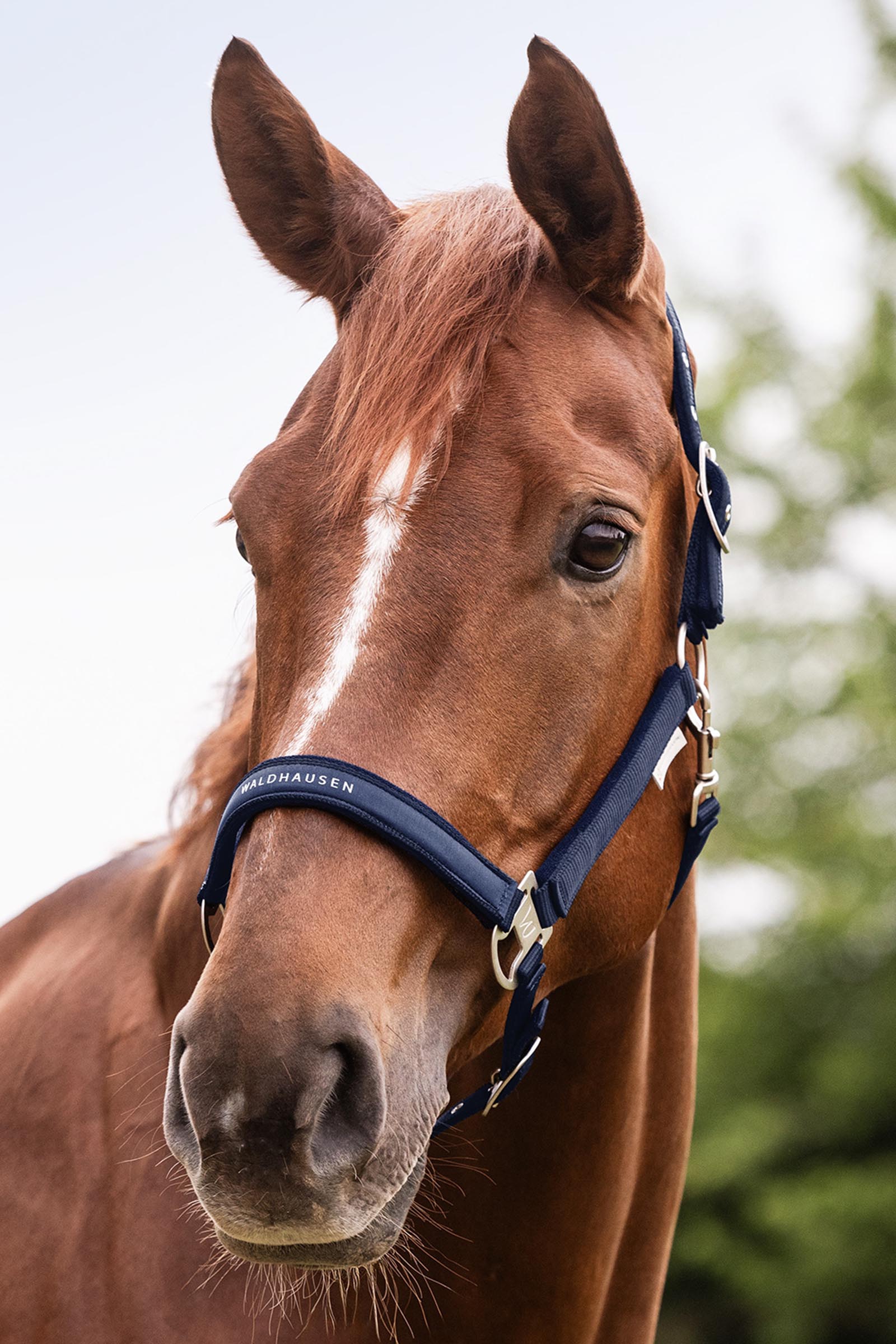 Waldhausen Athletic Halster