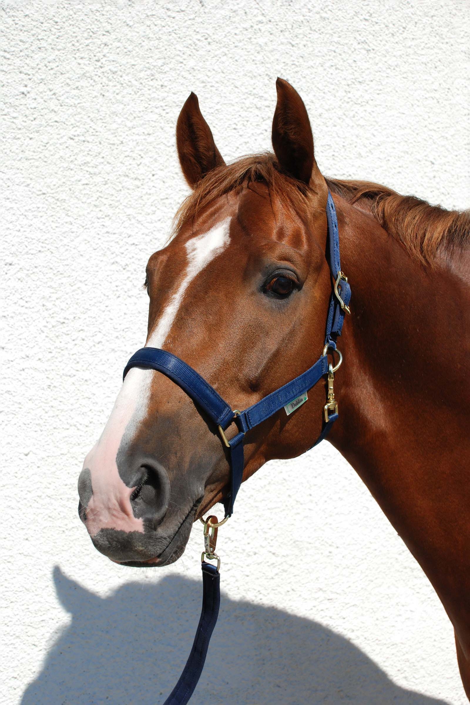 Dark Blue/Dark Blue Bucas Dublin, Luxe Onderlegde Halster