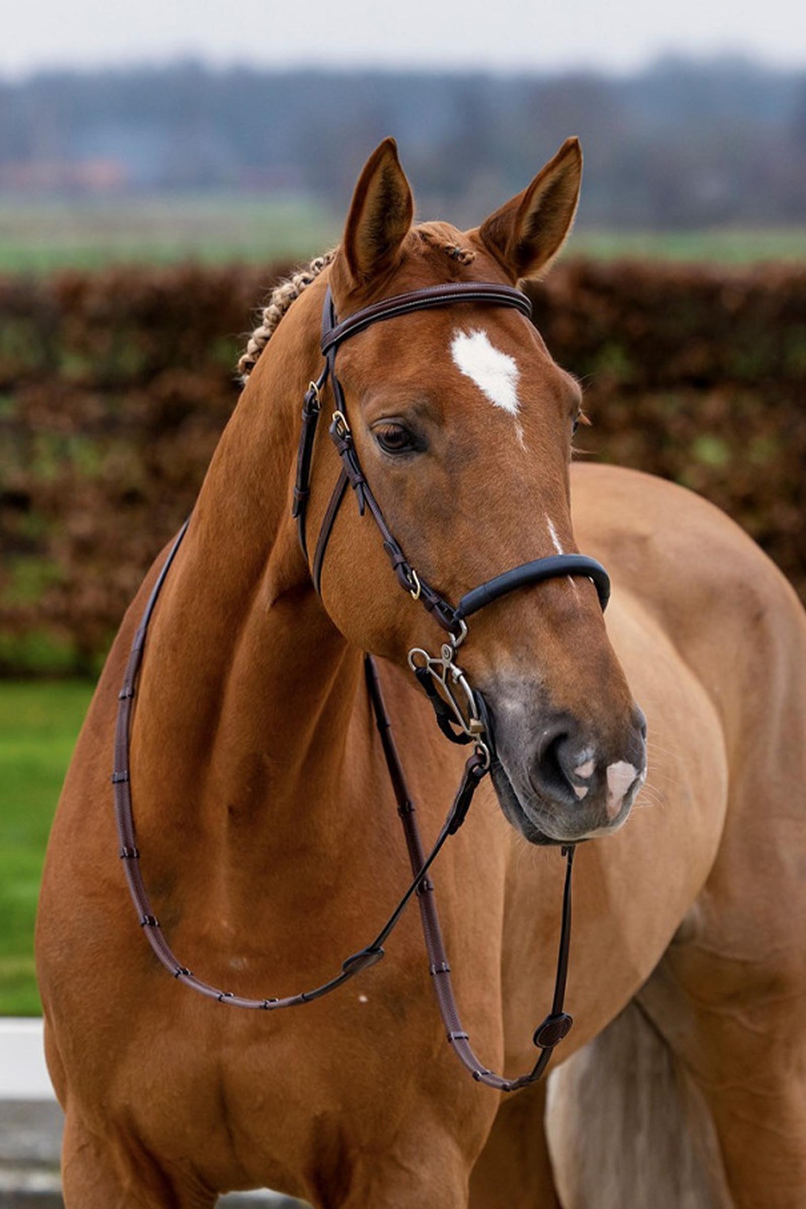 Trust Equestrian Hickstead Hackamore Bridle