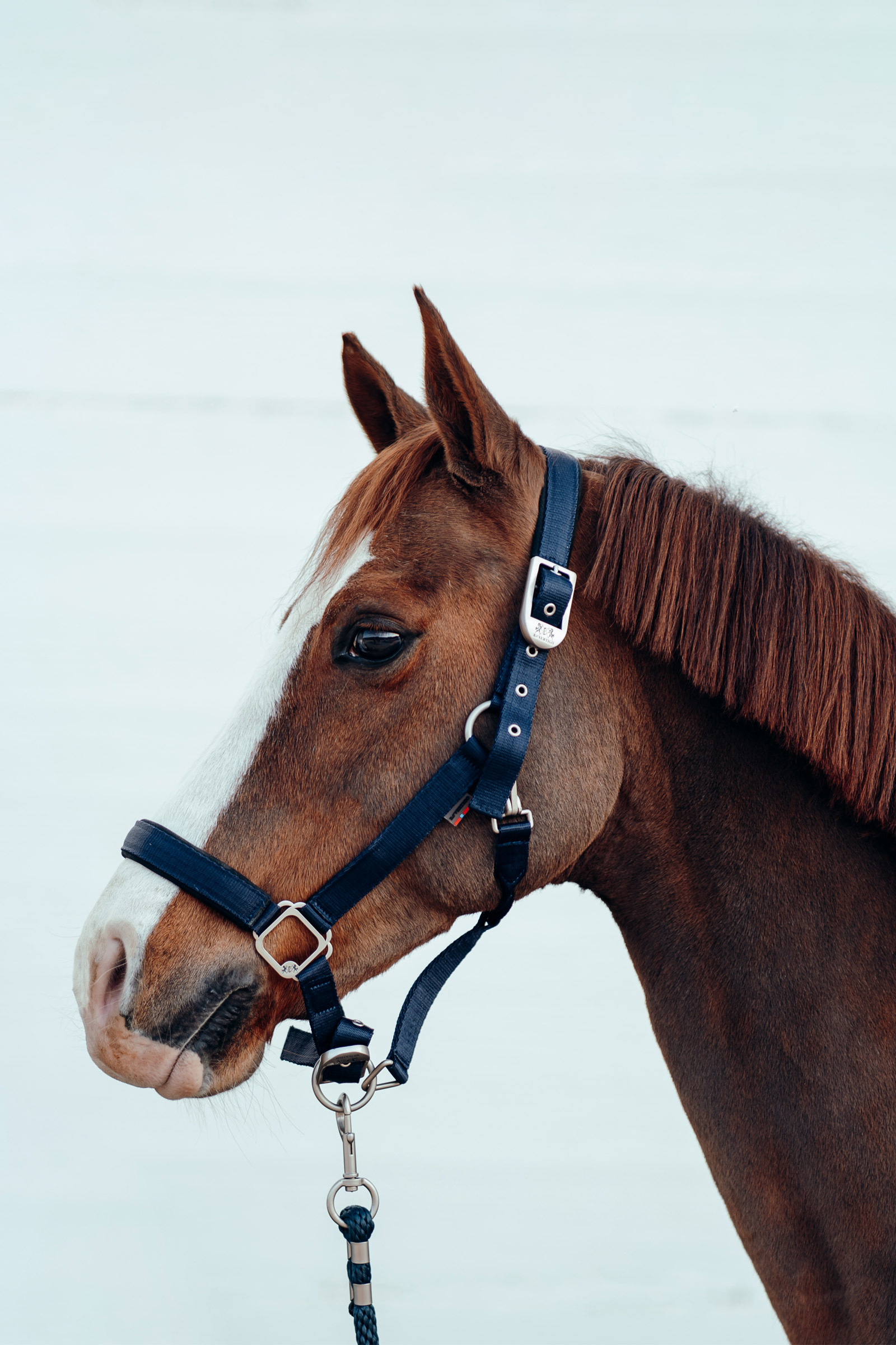 B Vertigo Hardwick Halster