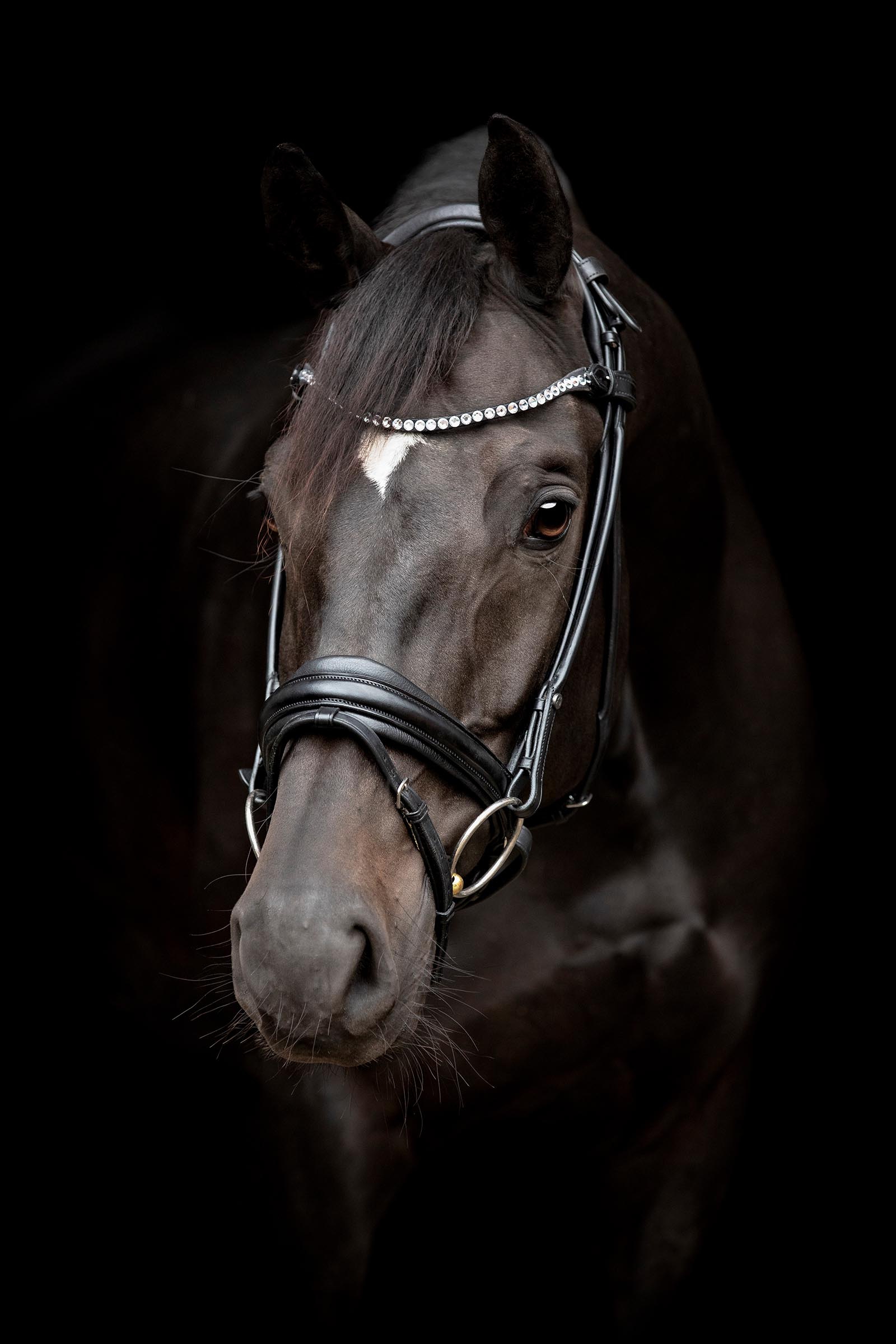 Catago Shay Round Stitched Bridle With Flash