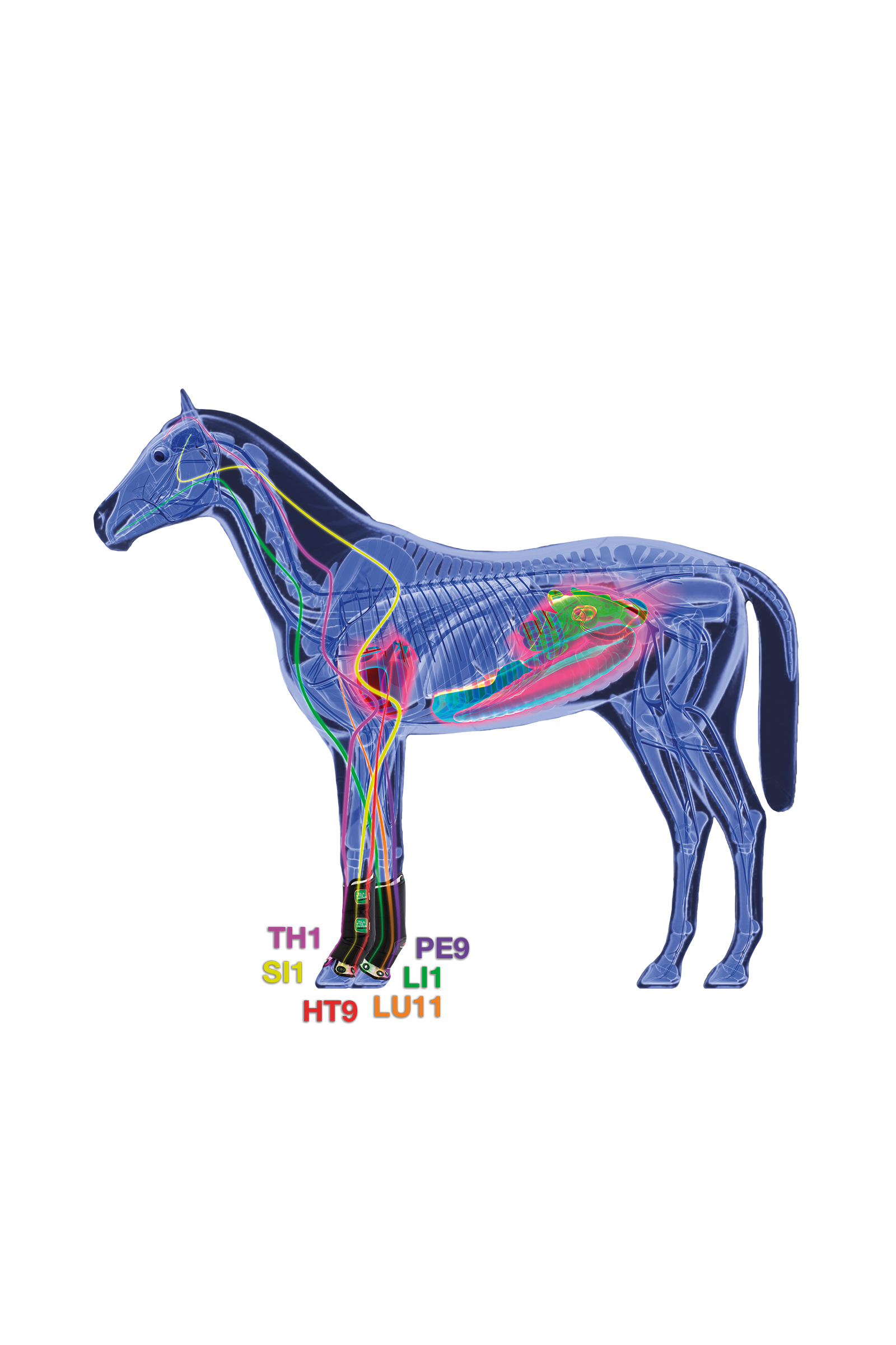 Zandona Air Therapeutische Support Beschermers, voor