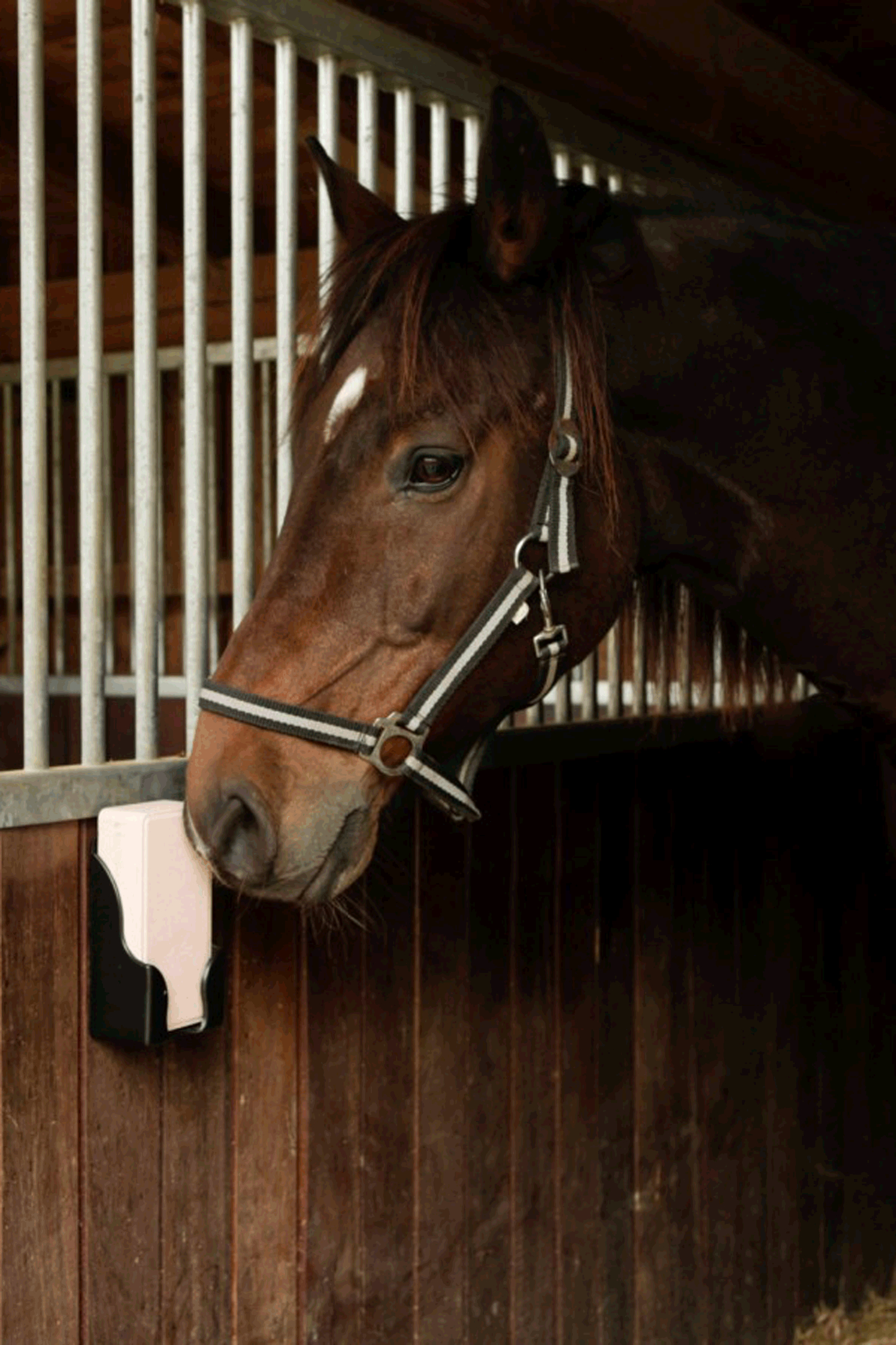 Kerbl liksteenhouder voor rechthoekige likstenen