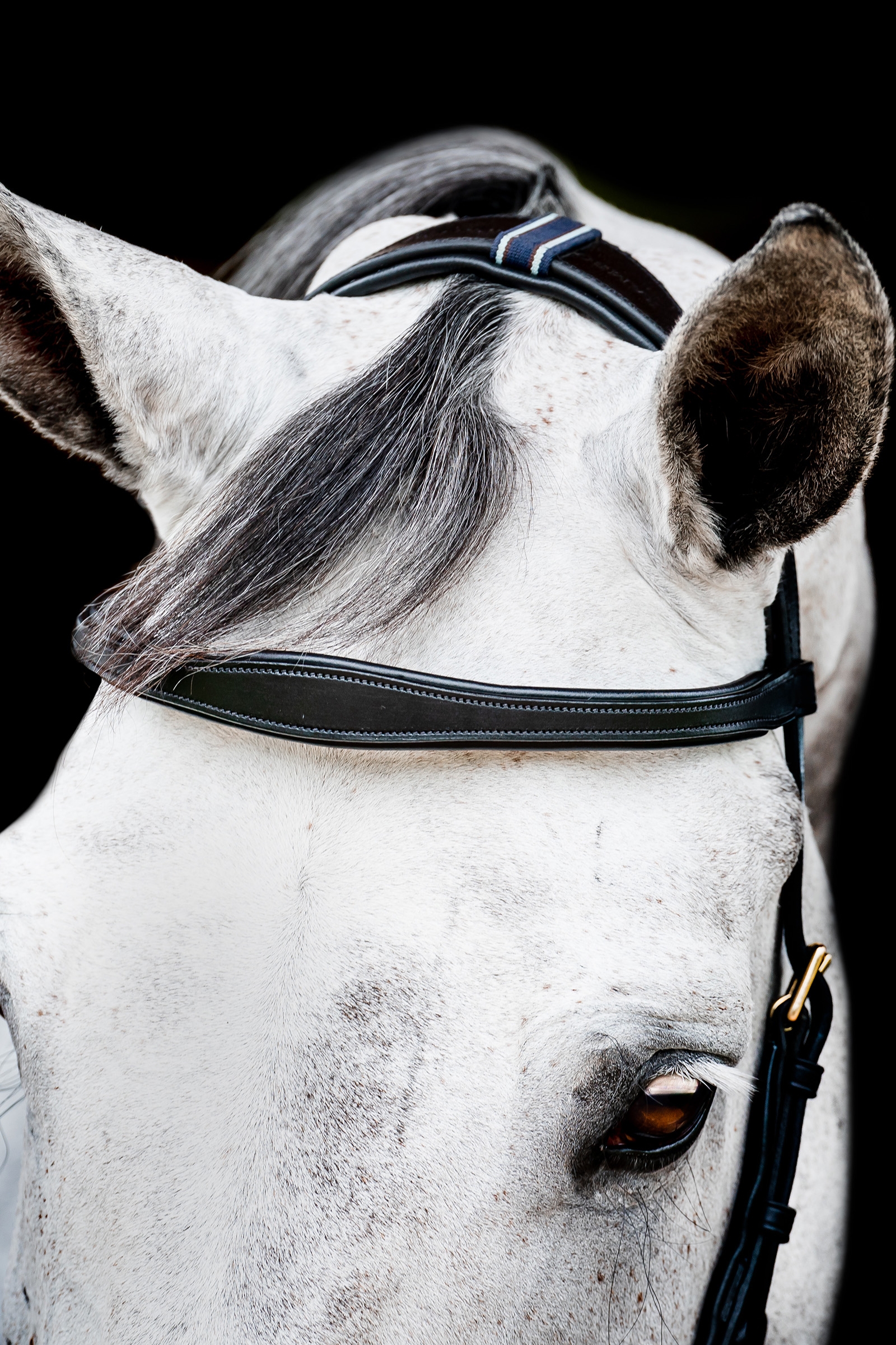 Horseware Micklem 2 Multi Hoofdstel