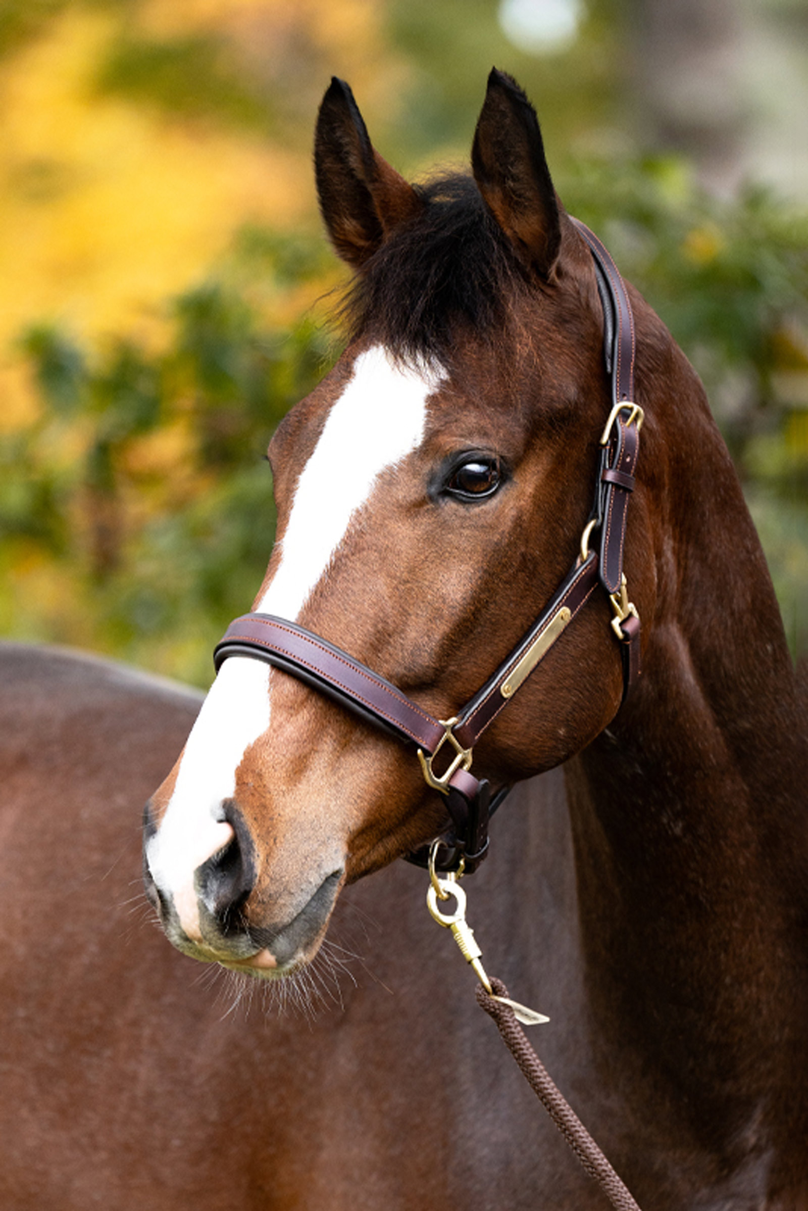 Kavalkade leren halster Cinta
