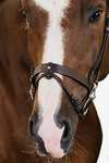 PS of Sweden London Bridle