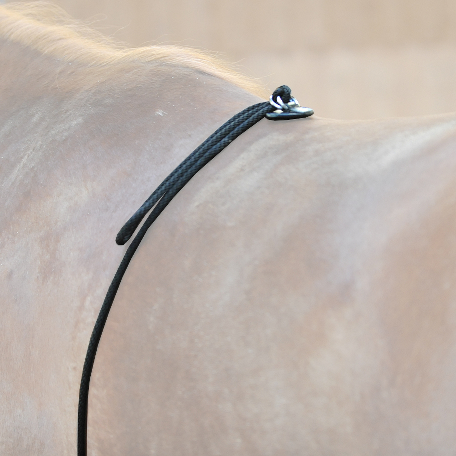 Kavalkade HO longeerhulp