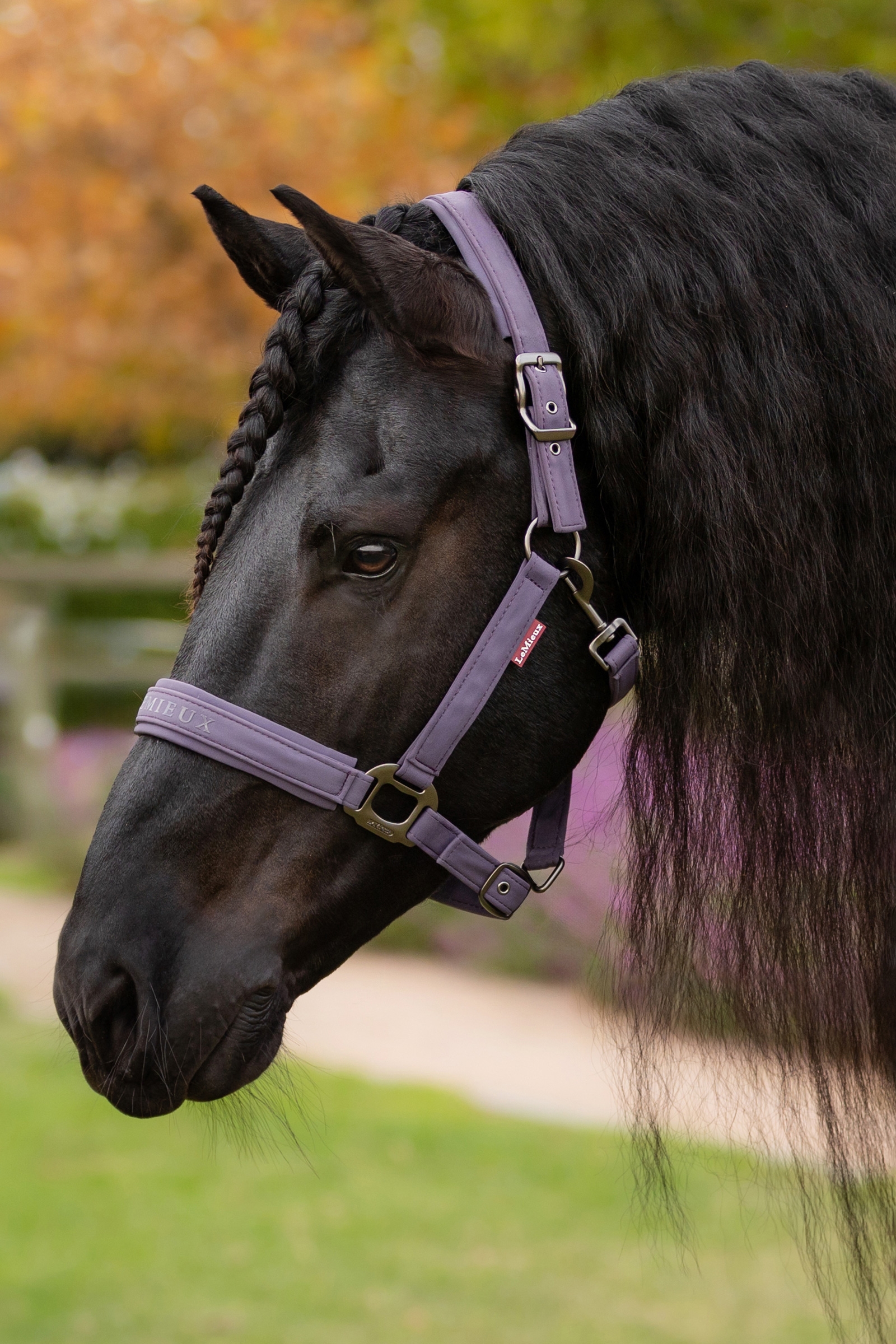 LeMieux Essence Halster