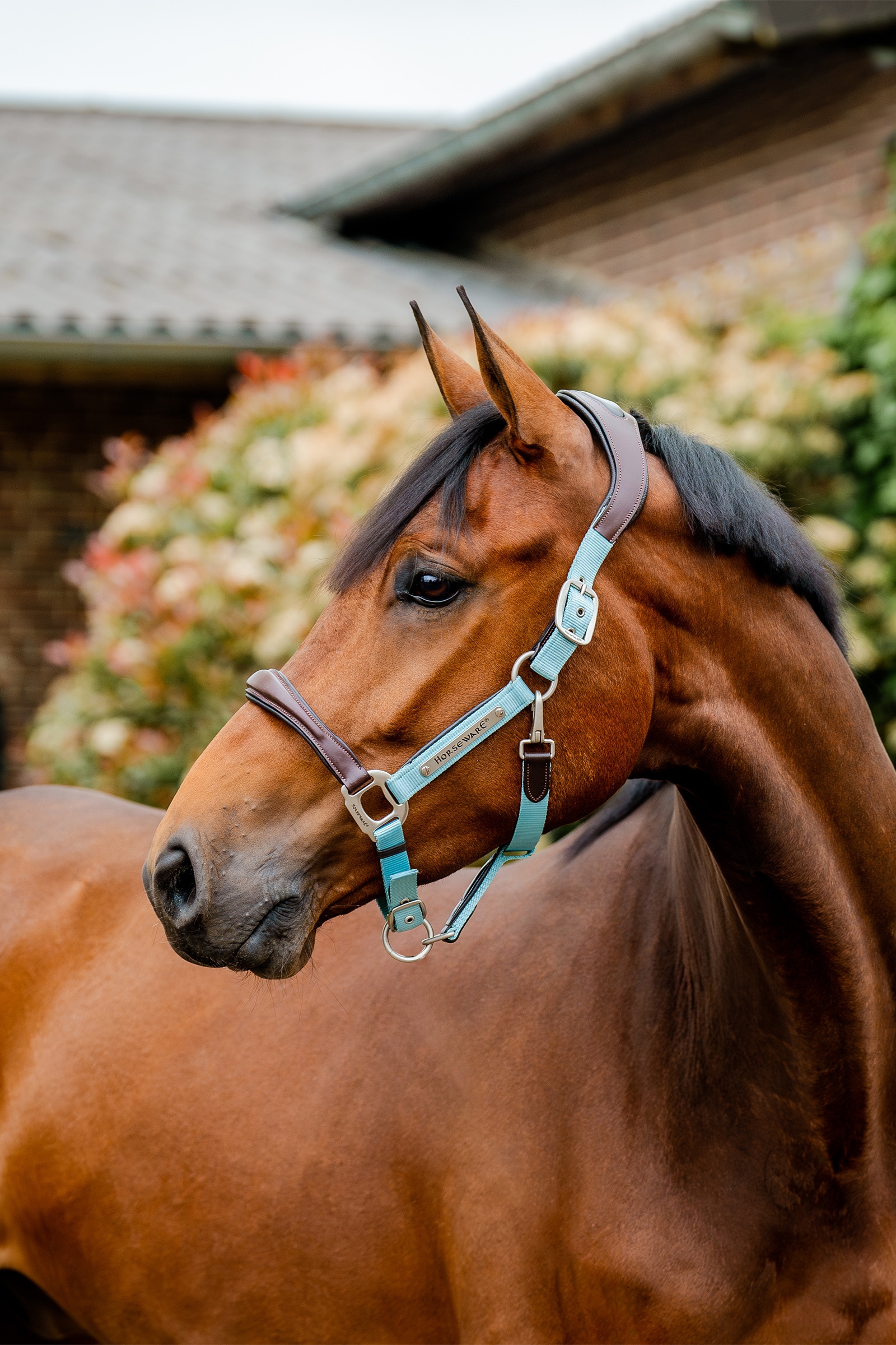 Horseware Handtekening Show Halster