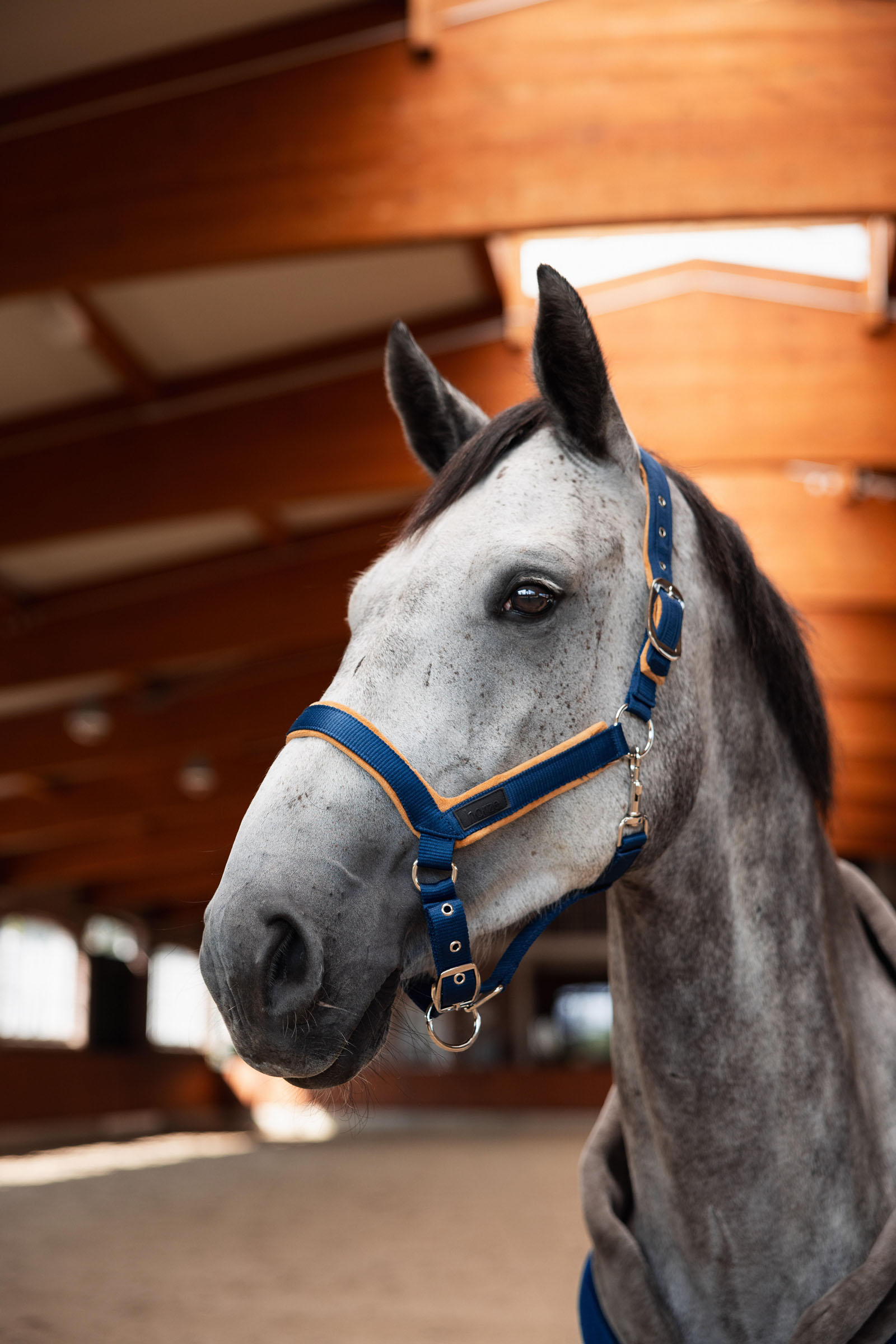 Horze Del&eacute;mont Halster