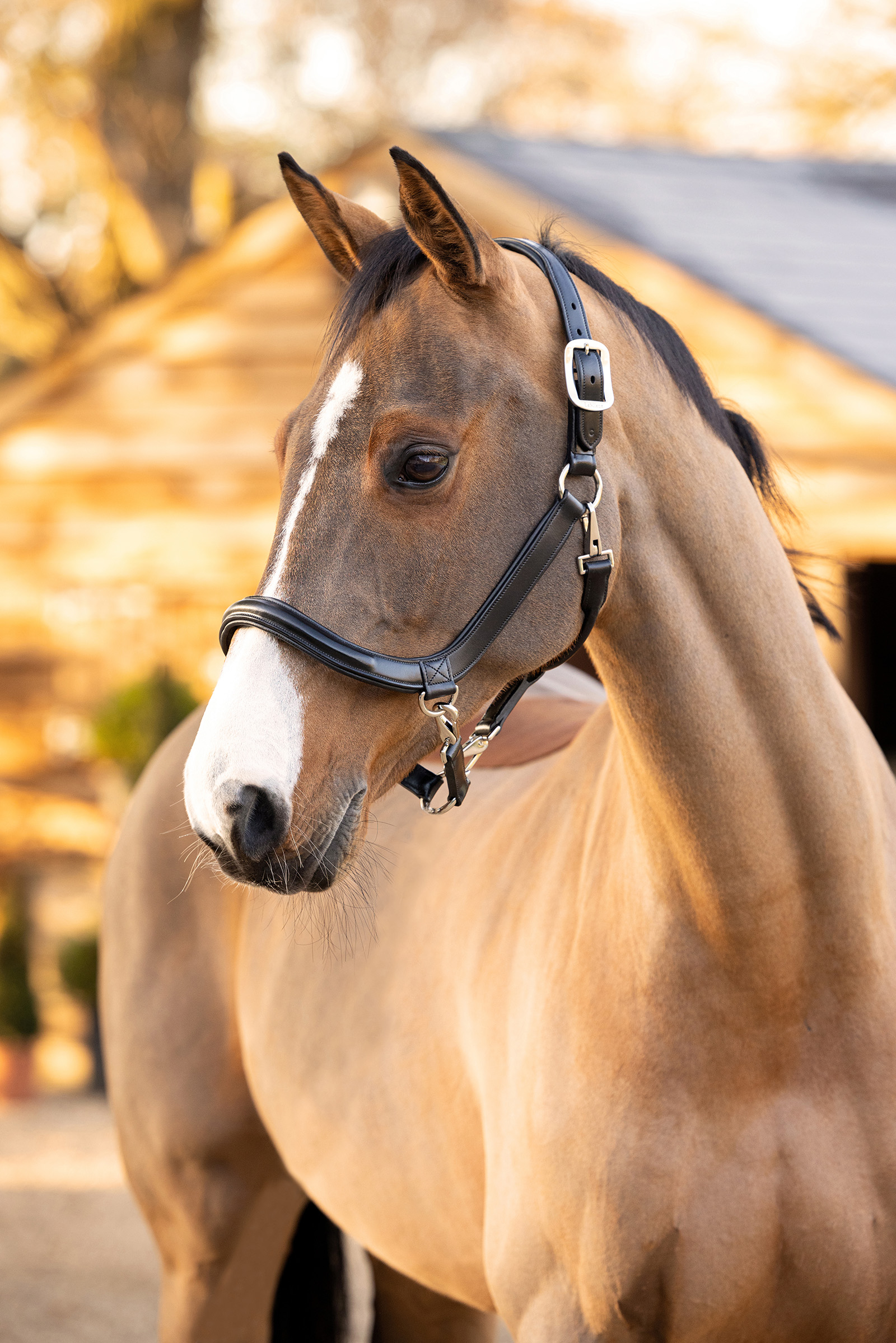 LeMieux Leather Grooming Headcollar