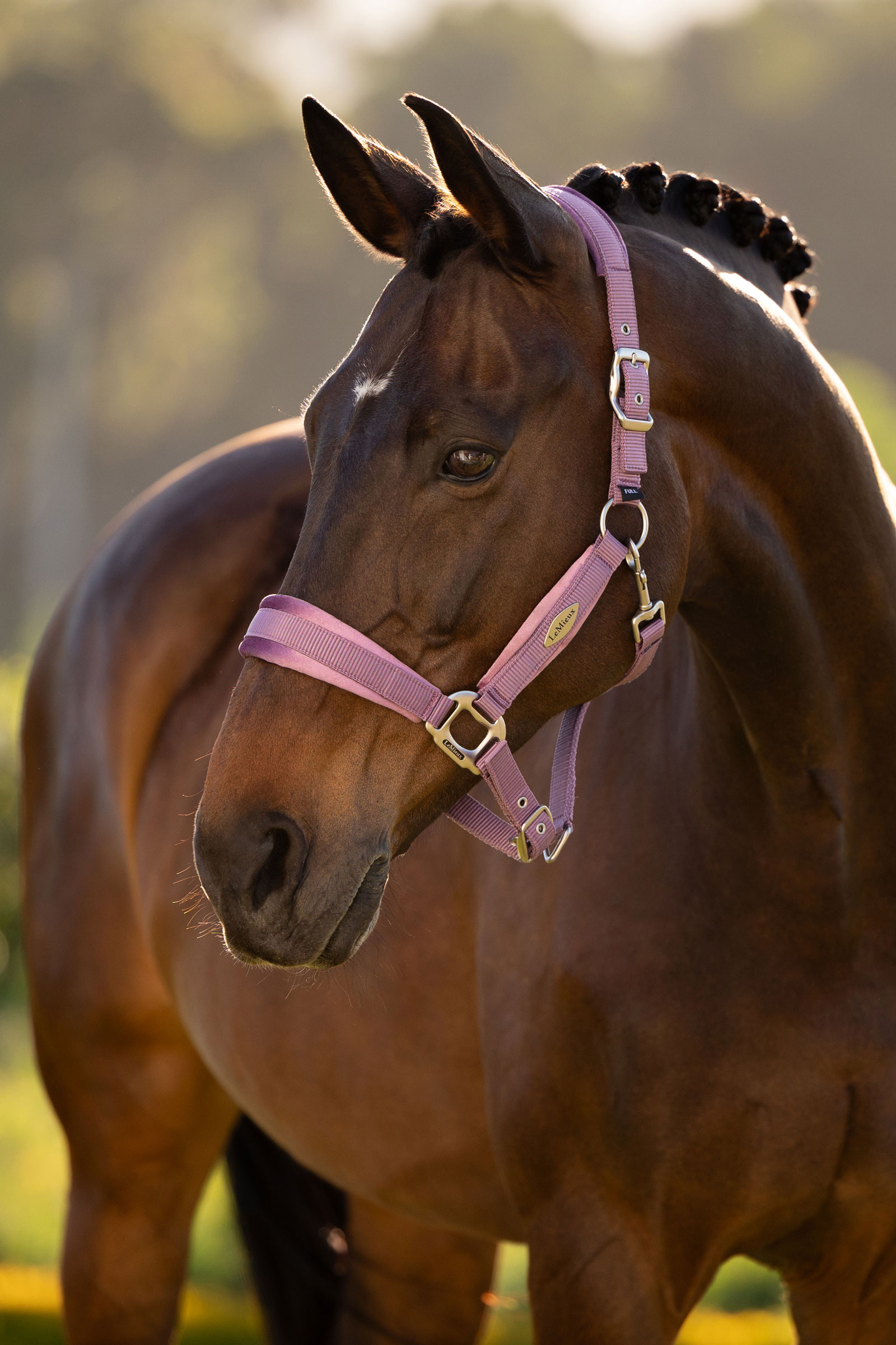 LeMieux Versailles halster