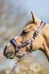 BR halster voor pony / mini horse met halstertouw